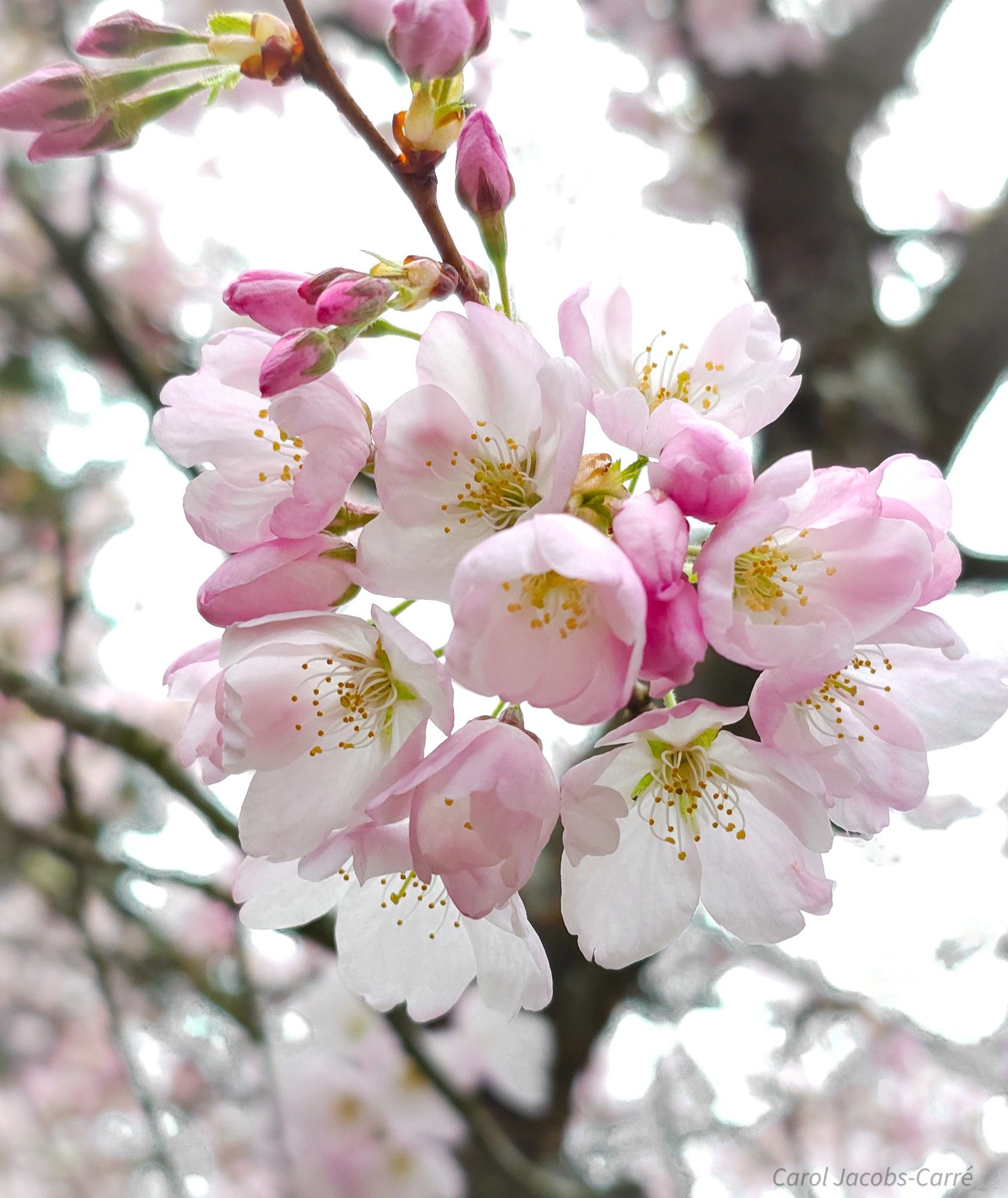 A cluster of light pink flowering cherry blossoms hover overhead, hanging down from their streetside tree