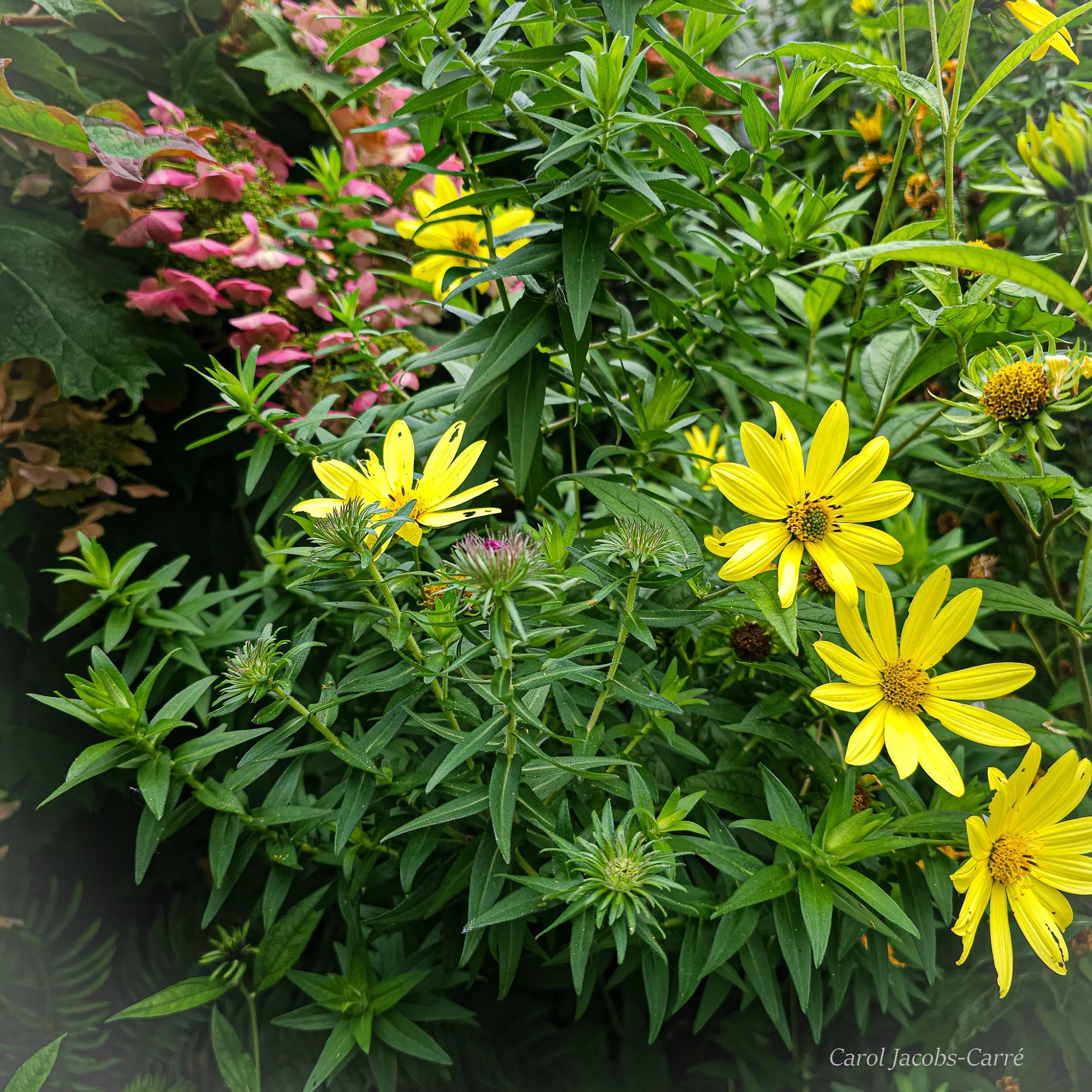 Bright yellow false sunflowers shine in dense green foliage.  There is a hint of pink on the left hand corner with a couple of plumes of hydrangea change color from white to rose.