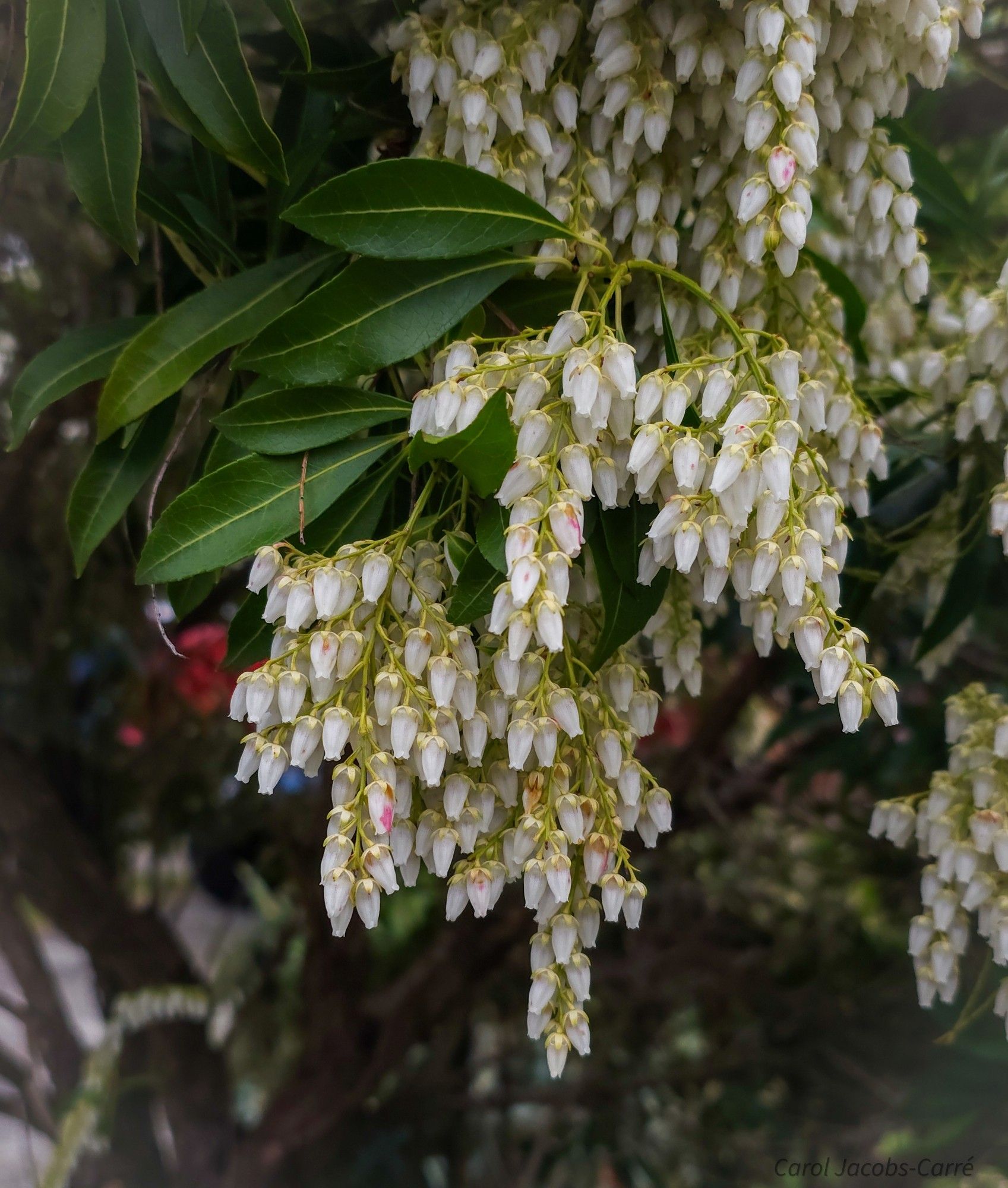 A spray of white Japanese pieris flowers cascades down in hanging clusters among dark leaves in a hedge