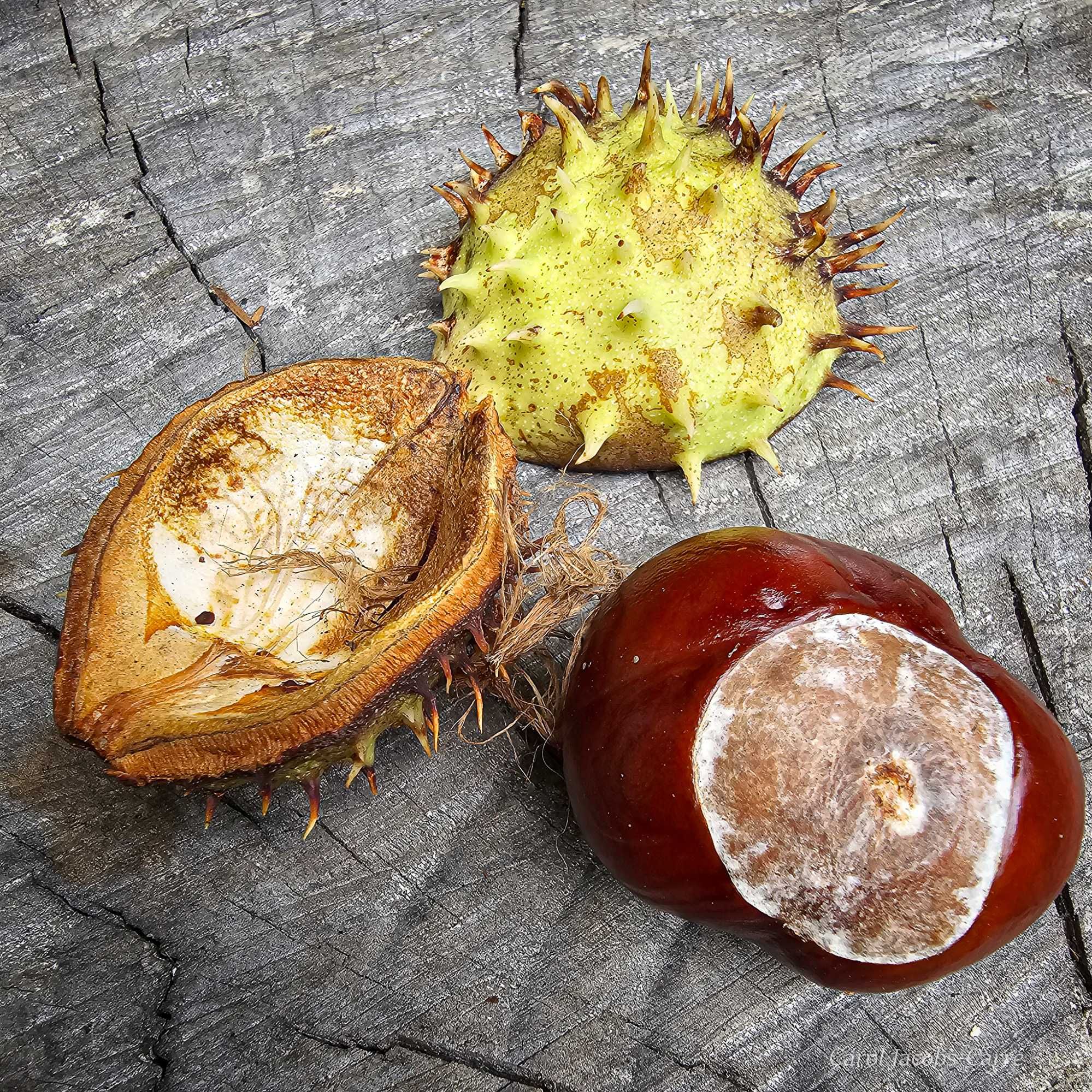 A horse chestnut, out of its spiky capsule, glows a rich red brown, It is oval with a large whitish attachment scar. The capsule is split into two pieces, one showing the green exterior and the other the white interior with some brown fiber. The spikes are flexible and not thorn-like.