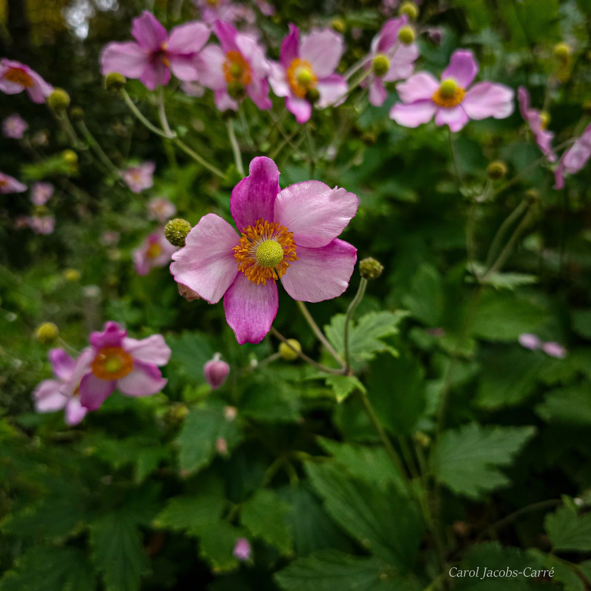 Japanese anemones float their pink five petaled flowers with golden hearts above dense green leaves.