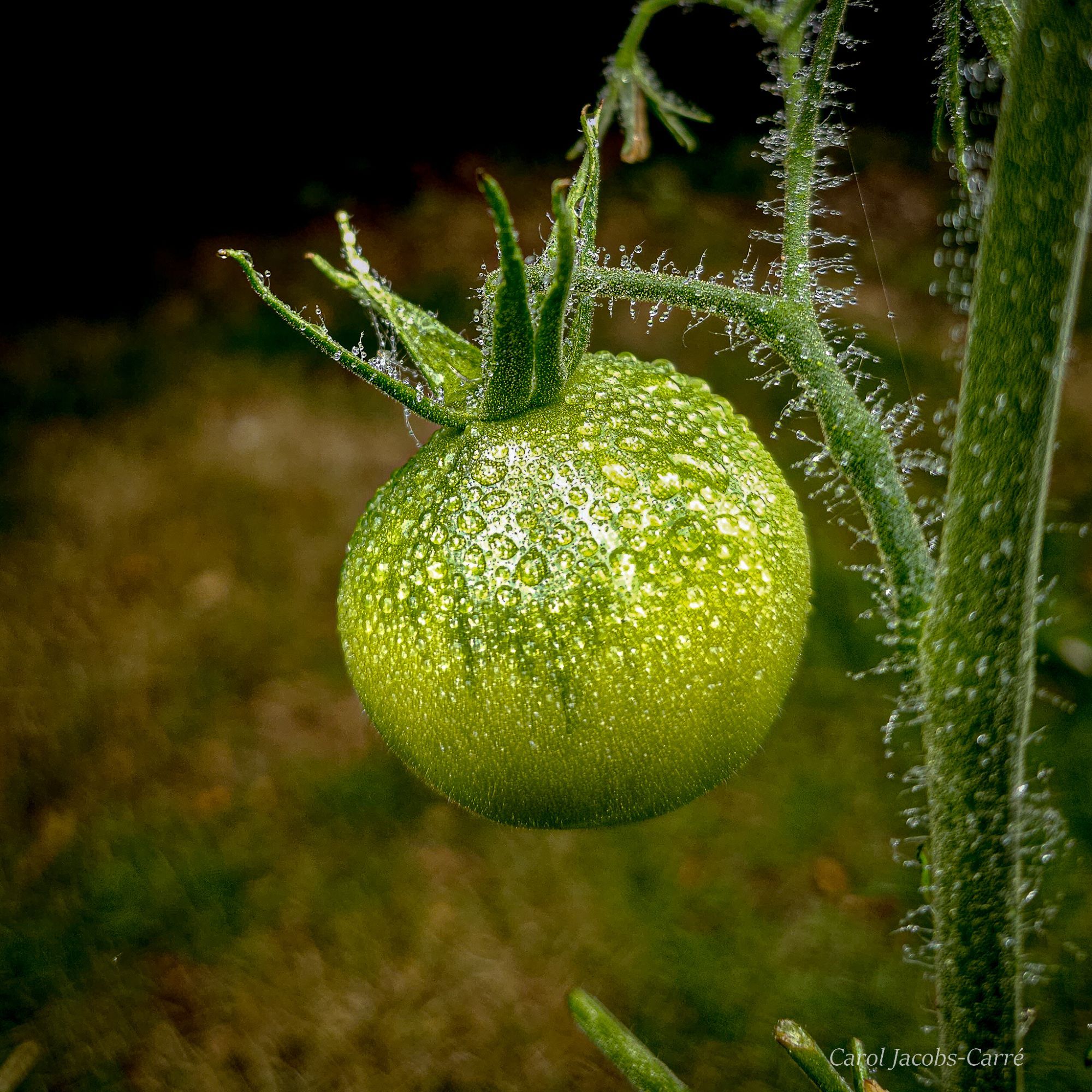 A green tomato full of raindrops hangs from a hair covered branch.  The hairs on the branch and the sepals on the tomato are full of tiny droplets.