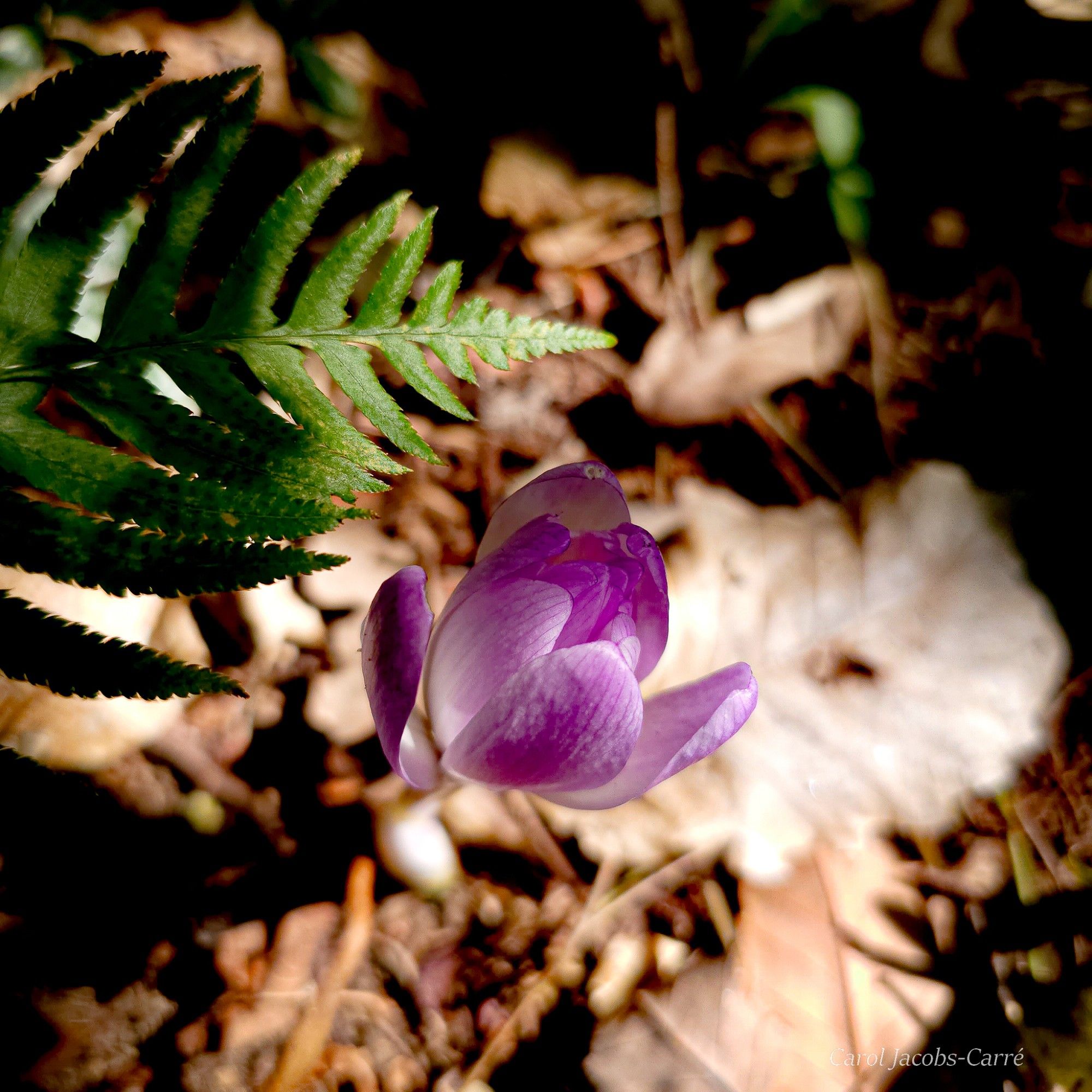 A waterlily colchicum unfurls its lavender pink petals above a brown leaf litter. A green fern frond arches over the flower.