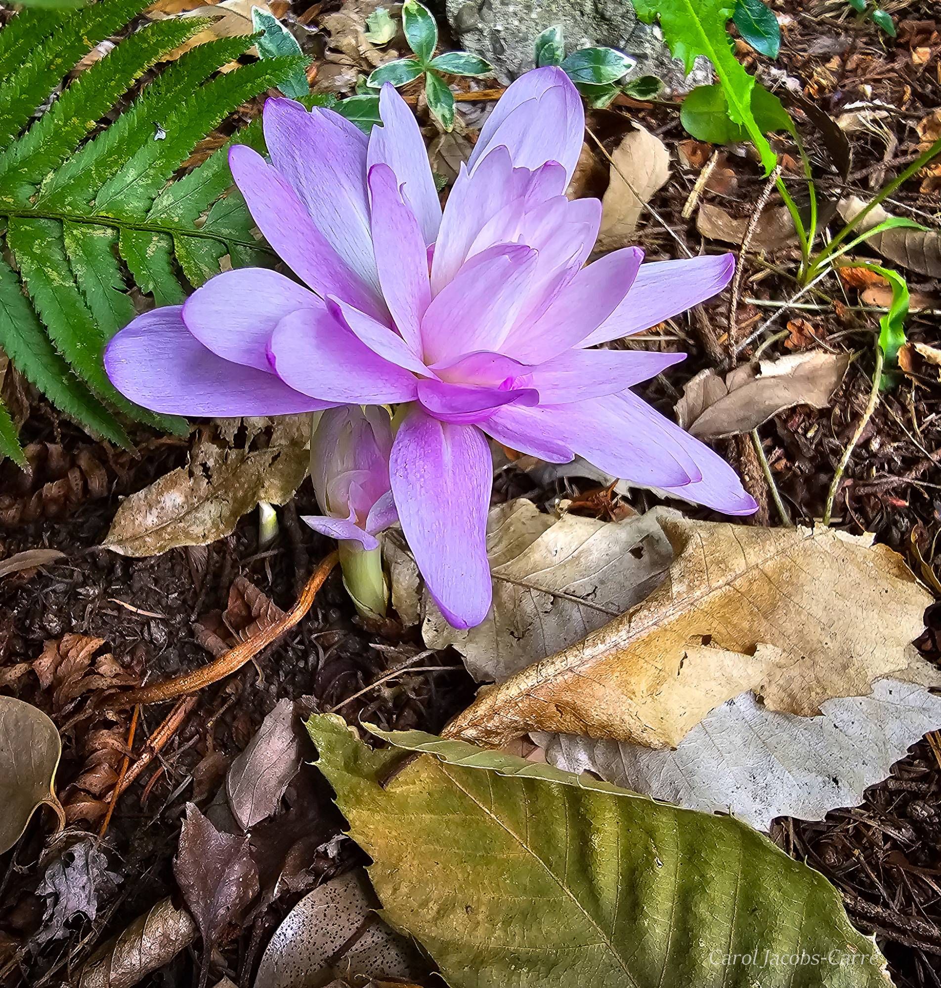 Colchicums are also called autumn crocus.  This cultivar has a double row of lavender to white petals spreading out like an elegant waterlily amid the brown debris of chestnut tree leaves.