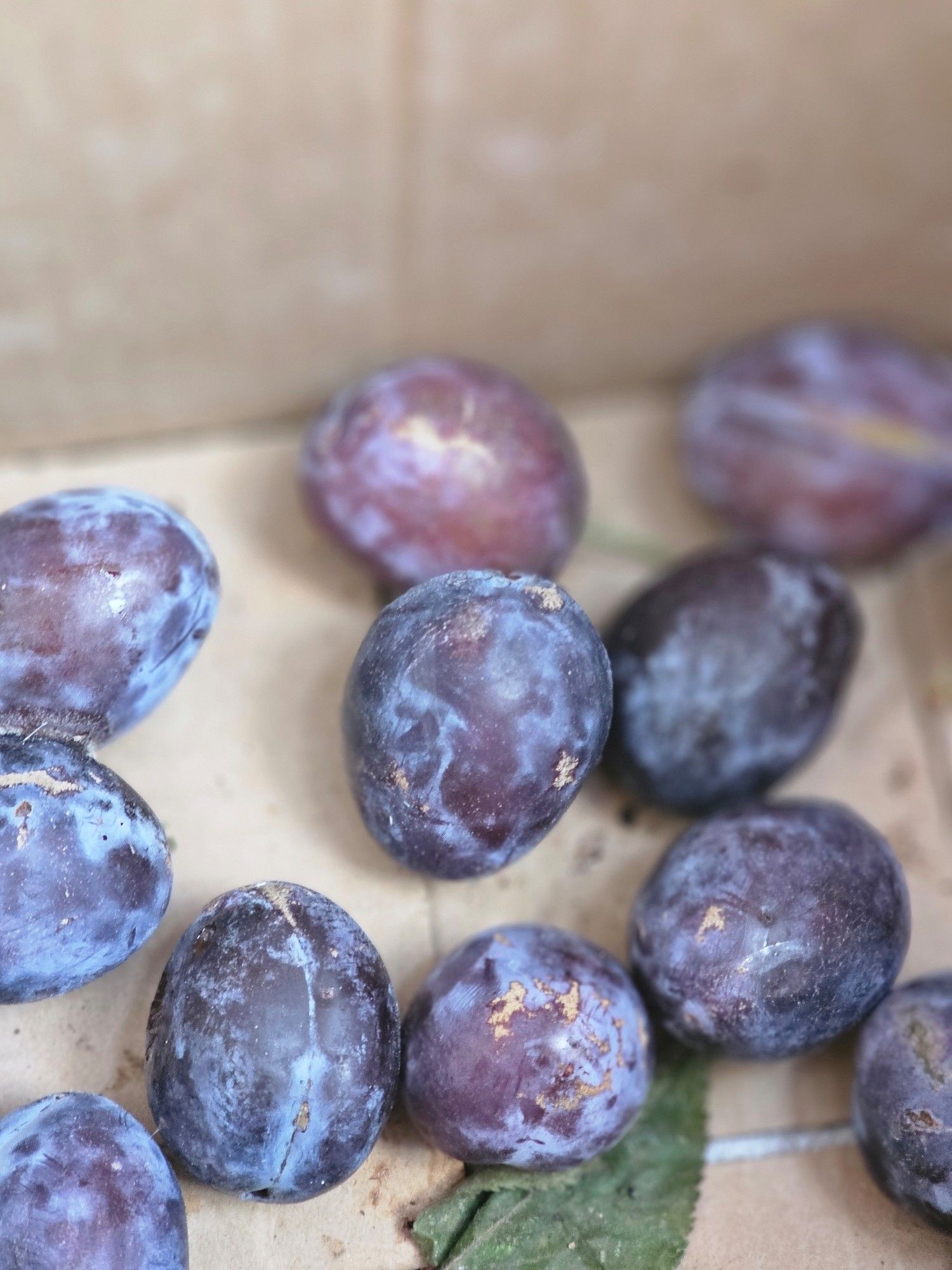 Some purple Italian plums sit in a cardboard box in the community garden sharing shed.