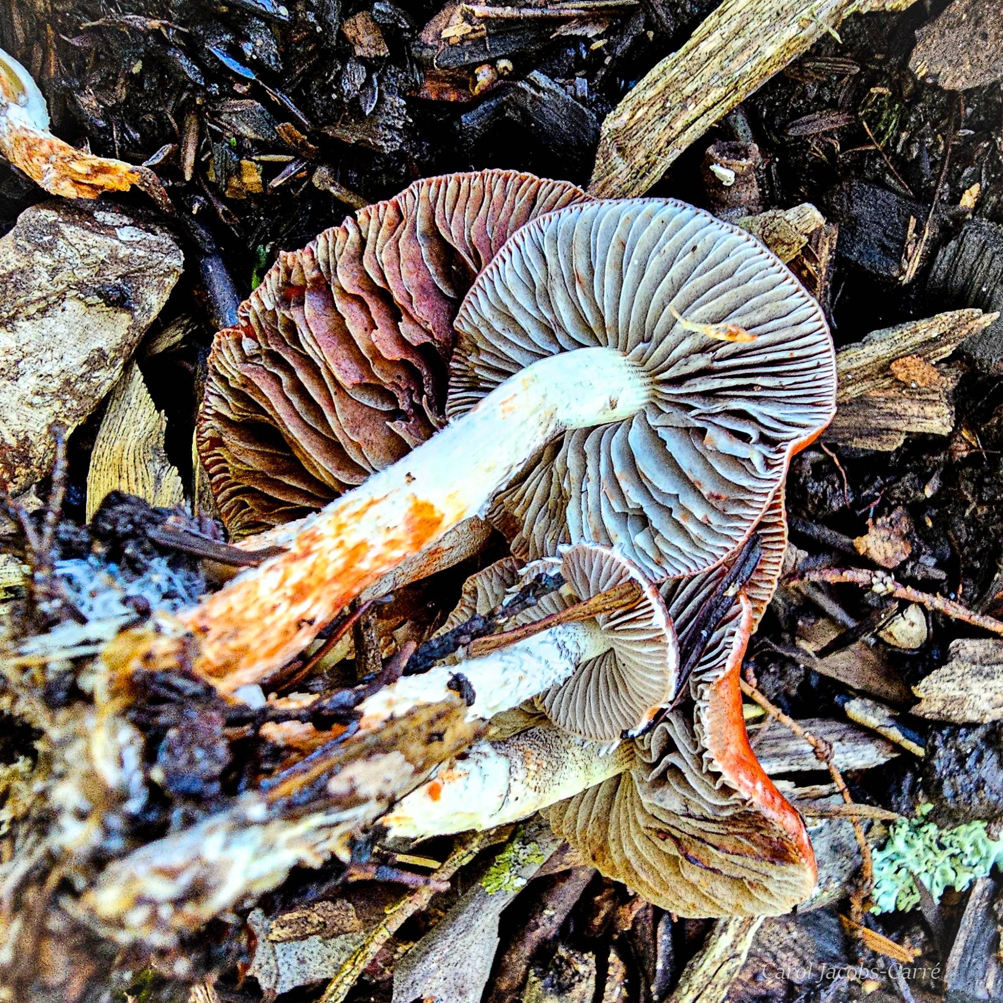 I pulled four mushrooms up, to show the white stipes which are somewhat scaly and somewhat fluffy looking.  There are orange stains on the stipes.  The youngest mushroom has creamy white gills. An older mushroom has pale gray gills with some orange staining. The last to have gills ranging from gray brown to almost chestnut brown, with some orange staining