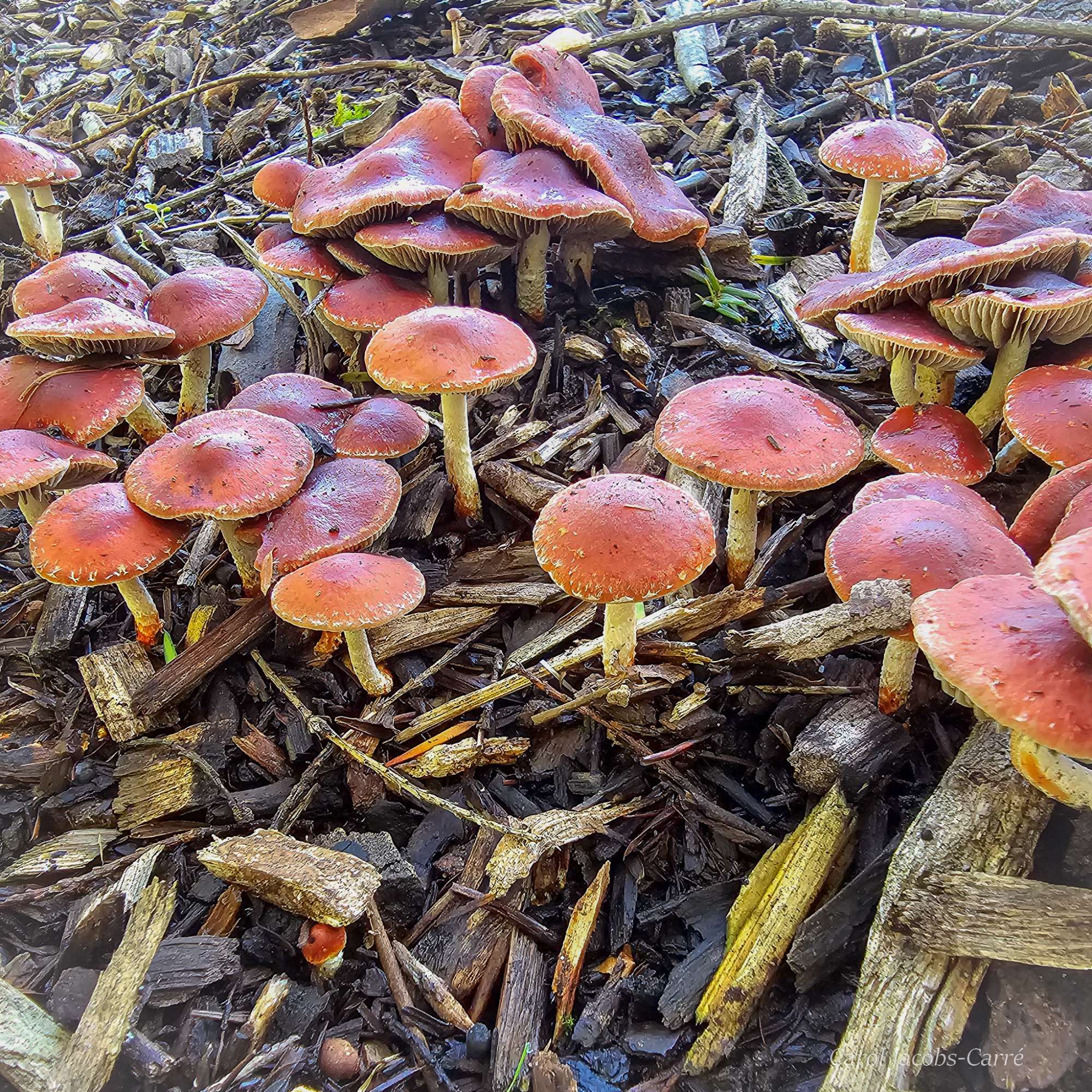 Redlead roundhead or chip cherry mushrooms (Leratiomyces ceres), are growing happily in the chip mulch in the park.
Several clusters of small red mushrooms are growing amid wood chips under a redcedar tree in Ravenna Park. The caps are round, a little slick looking, with white scaly spots along the outer rim.  The feet (or stipes) are whitish to cream colored, and some look a bit scaly.