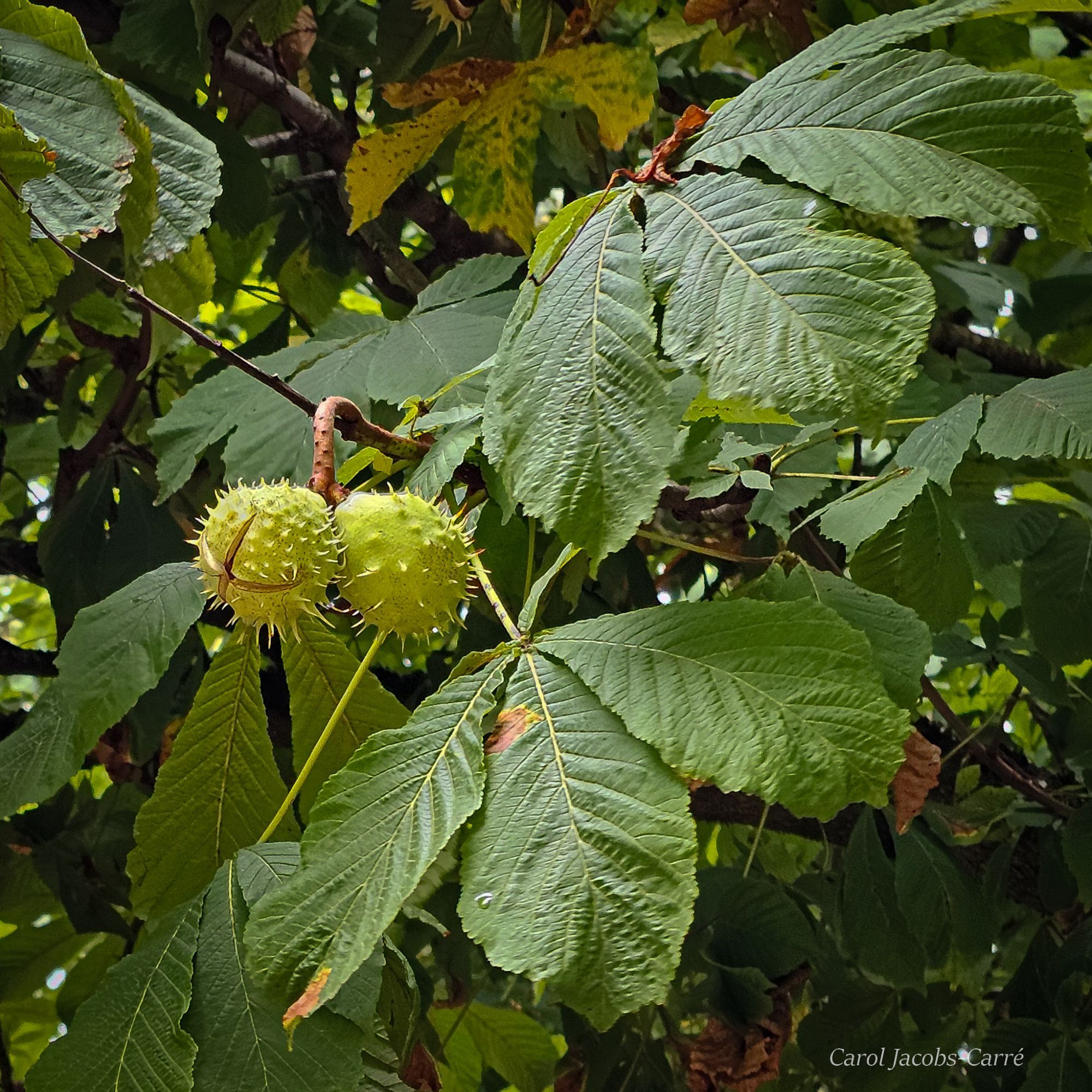 A horse chestnut tree branch is full of light green spiky fruit.  The darker palmate leaves droop downward.