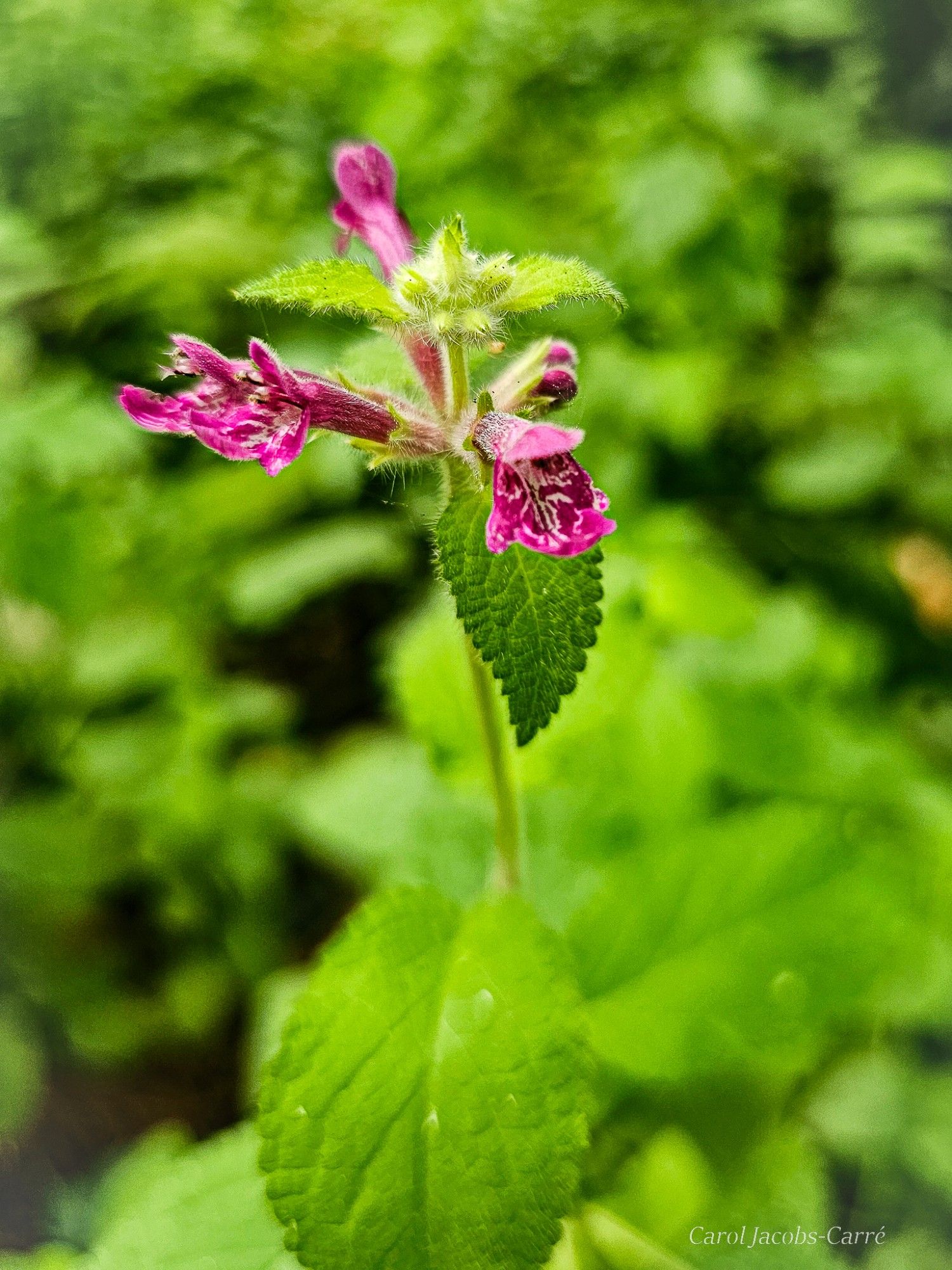 Cooley’s hedge nettle has tubular magenta flowers with lips covered with and magenta mottling.  The entire plant is tall and fuzzy, and often mistaken for nettles.  It doesn’t sting! The leaves are oval and dentate.  This plant was alone amid a stand of horsetail and other wild plants, and has four flowers at the top of its stem, one facing forward, two sideways and one turned away.