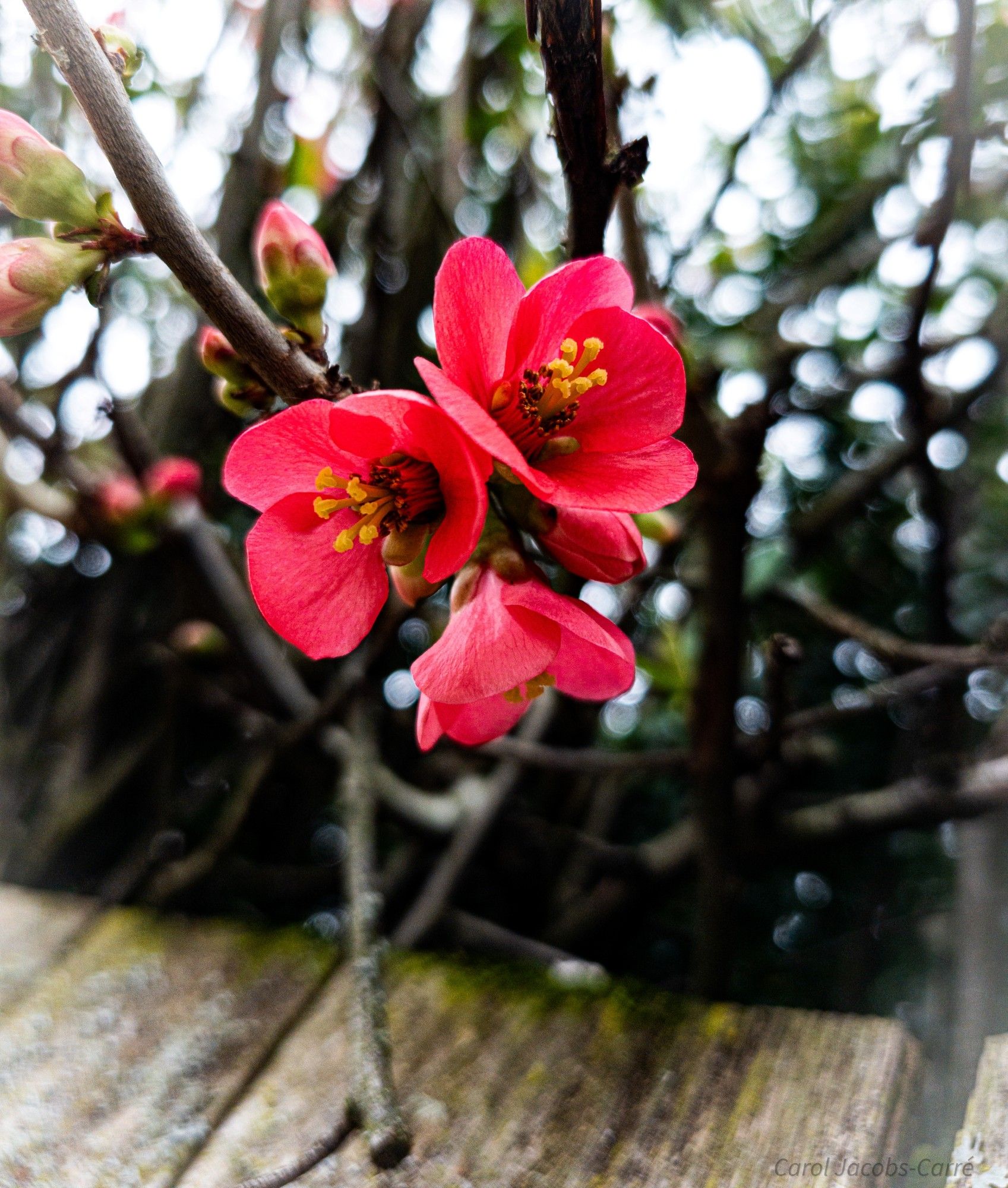 A flowering quince's coral red flowers glow against a dark backdrop of evergreens behind a garden fence