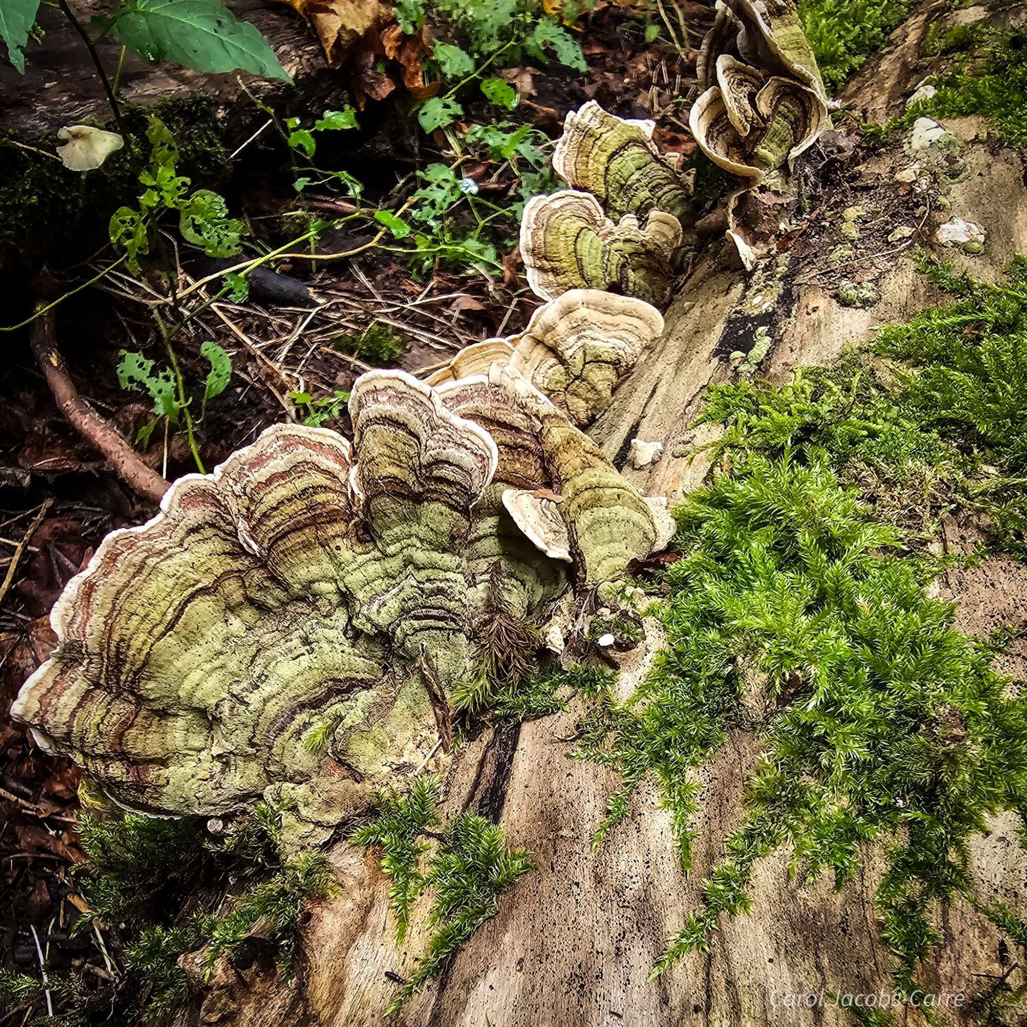 istinctive fan shape with upward curving caps. They are striped green, white, and brown, the green being algae that grow on them as they age