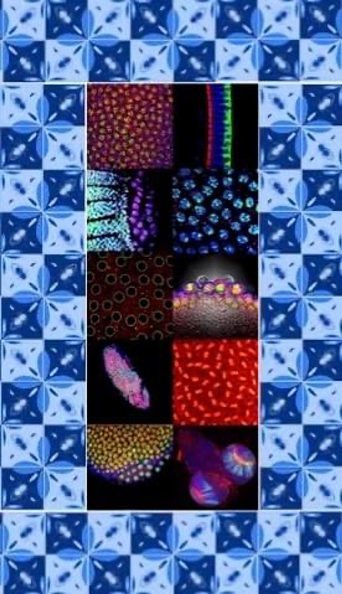 Compound image with Drosophila immunofluorescence images and Portuguese tiles with flies