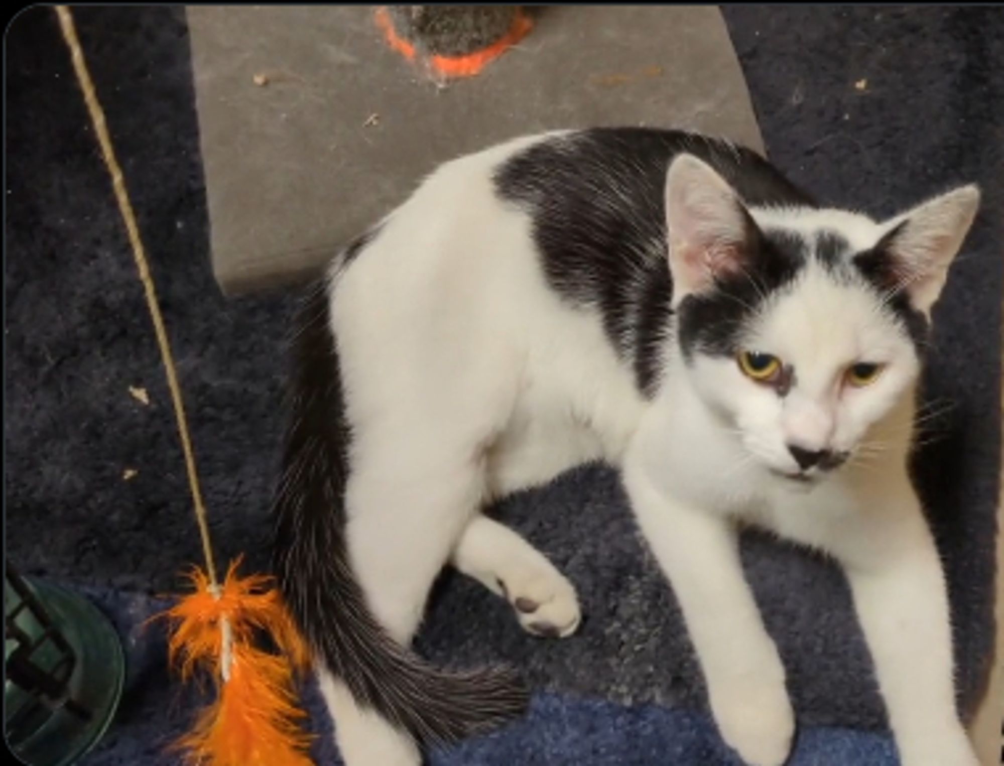 Young black-and-white spotted domestic shorthaired male cat with a Charlie Chaplin mustache.