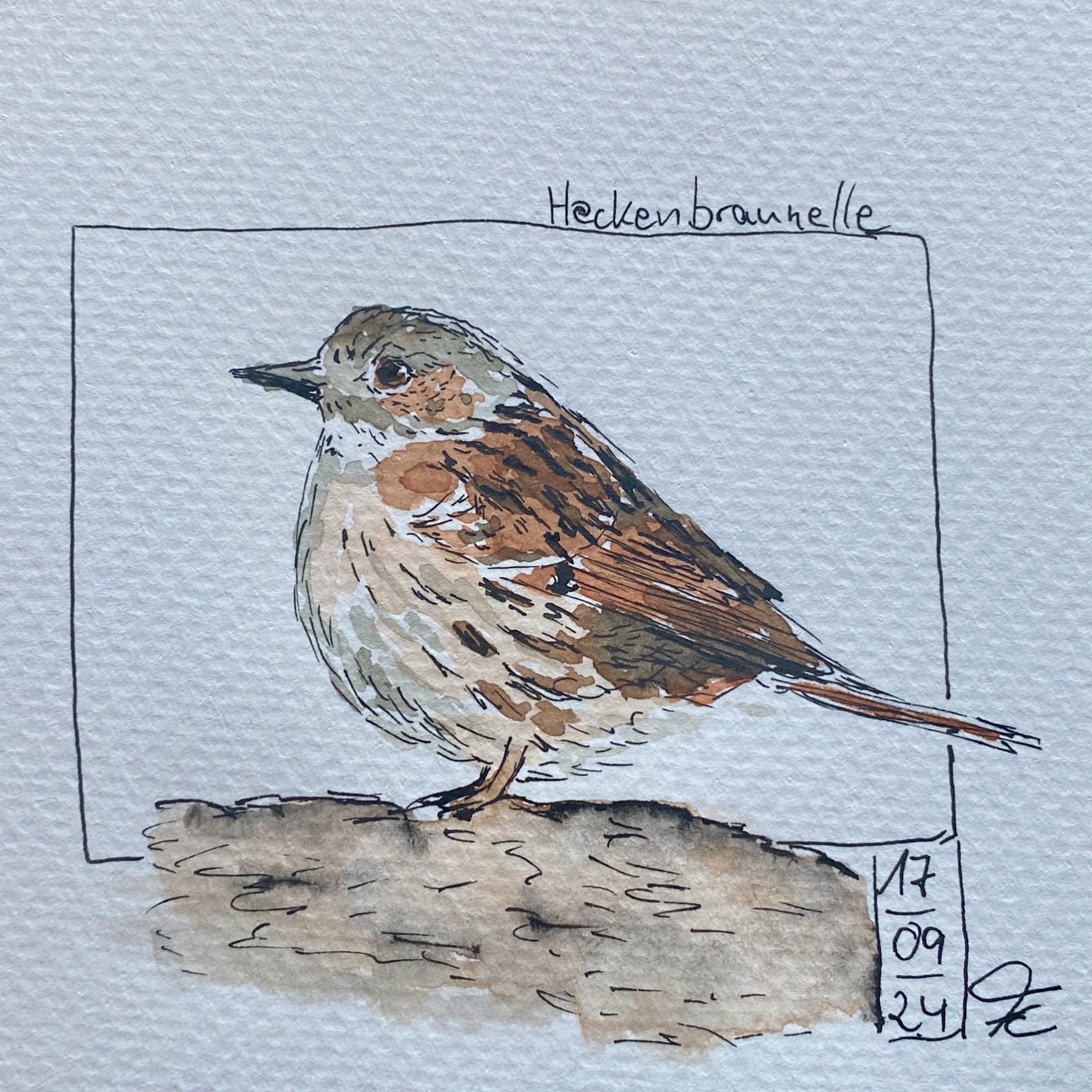 Watercoloured Sketch of a little brownish bird with grey cap.
Drawn in front of a thin frame, labelled Heckenbraunelle, dated 17/09/24