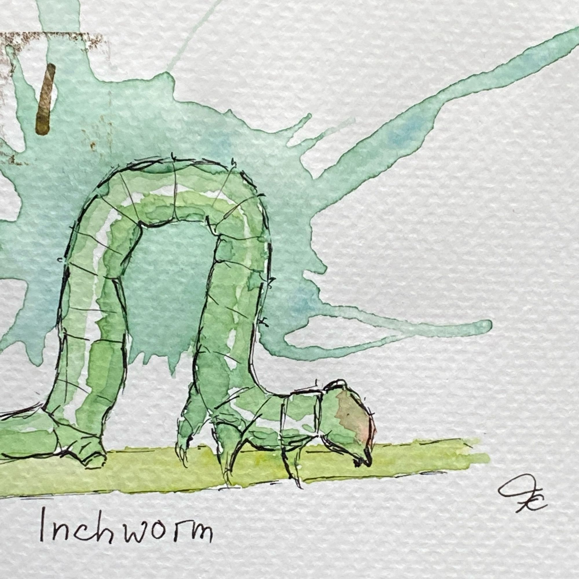 Watercoloured sketch of a green caterpillar crawling on a twig in the typical looping way with most of the legless part of the body drawn together as a bow in the middle.
The background is marked by a green splash. A stamped letter I in the top left corner and the word inchworm below the drawing are additional features.