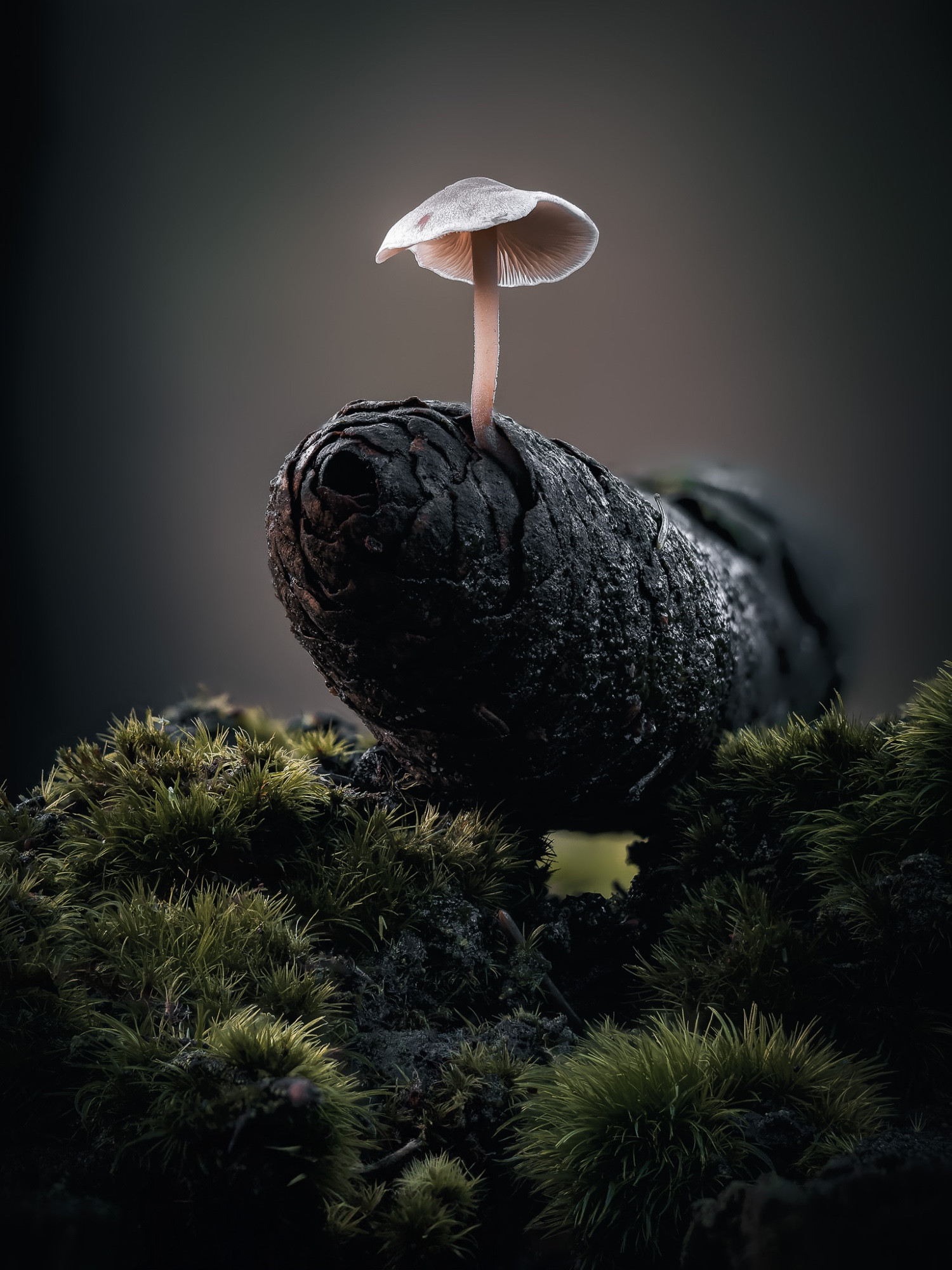 A small mushroom growing out of a pine cone resting on a moss-covered log.