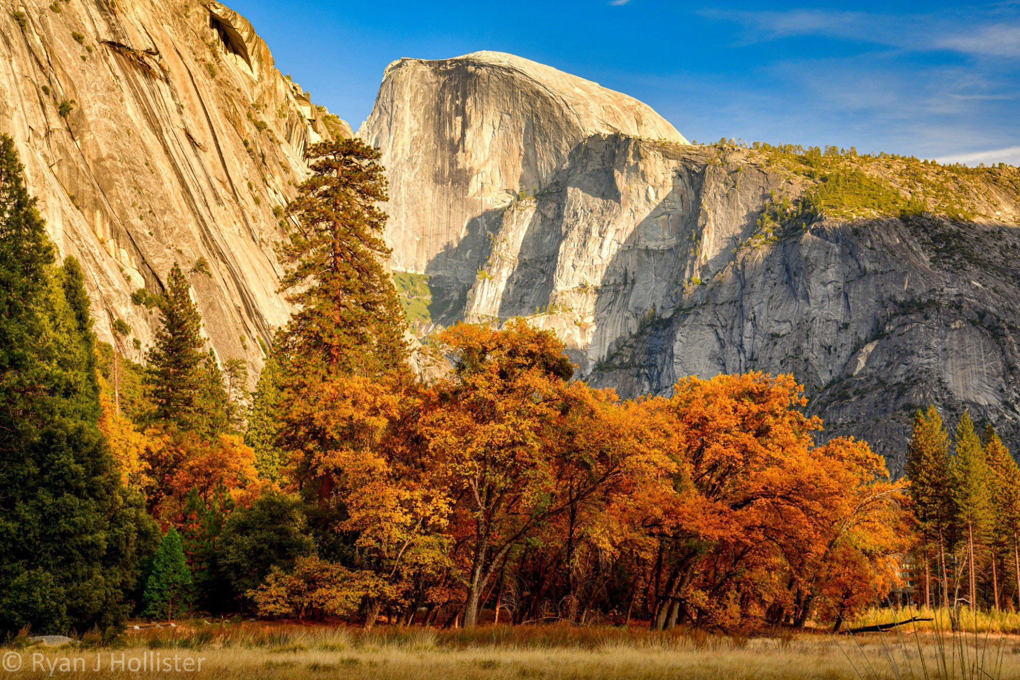 Half Dome looks over golden oak trees of Ahwahnee Meadow during golden hour of light. 