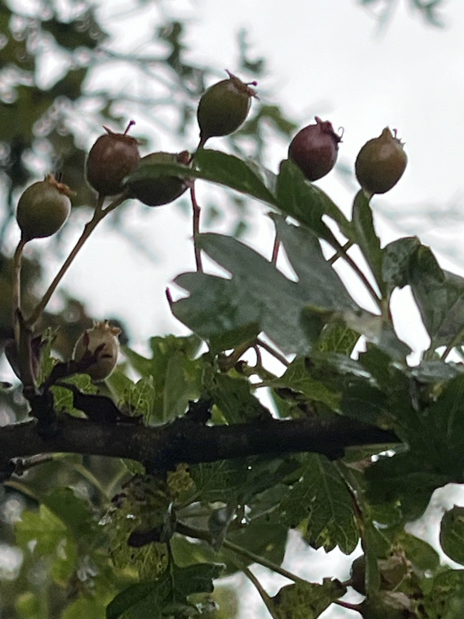 Haws yet to ripen