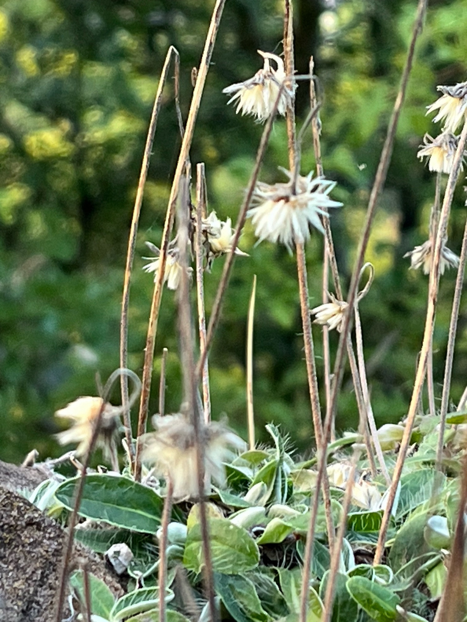 Coat buttons in seed