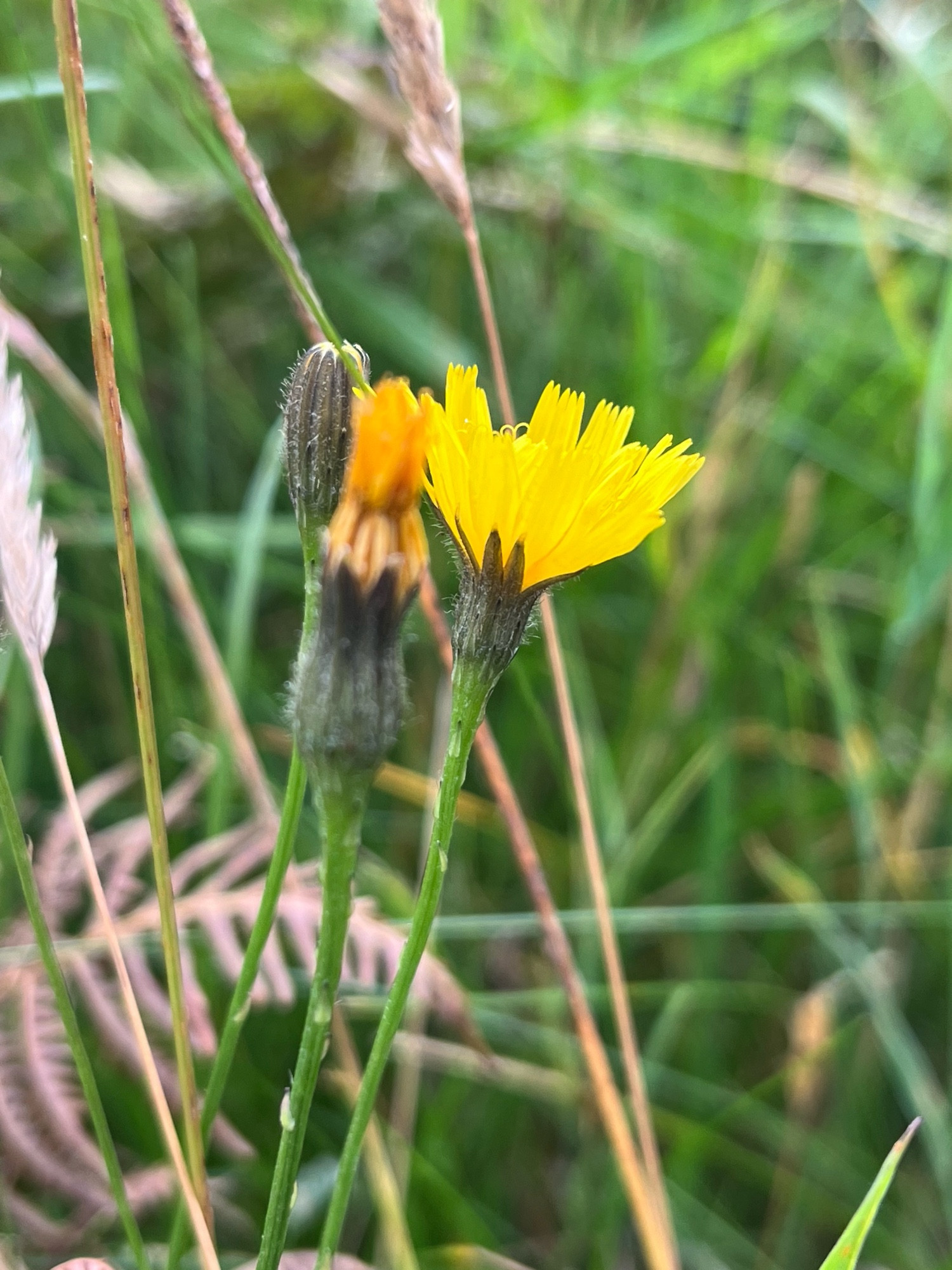 Autumn Hawkbit