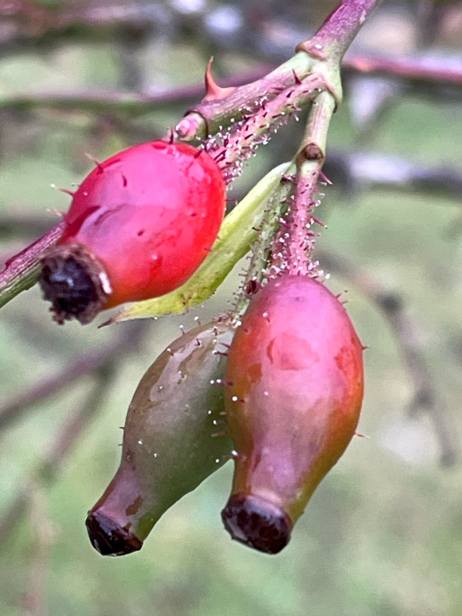 Rose hips