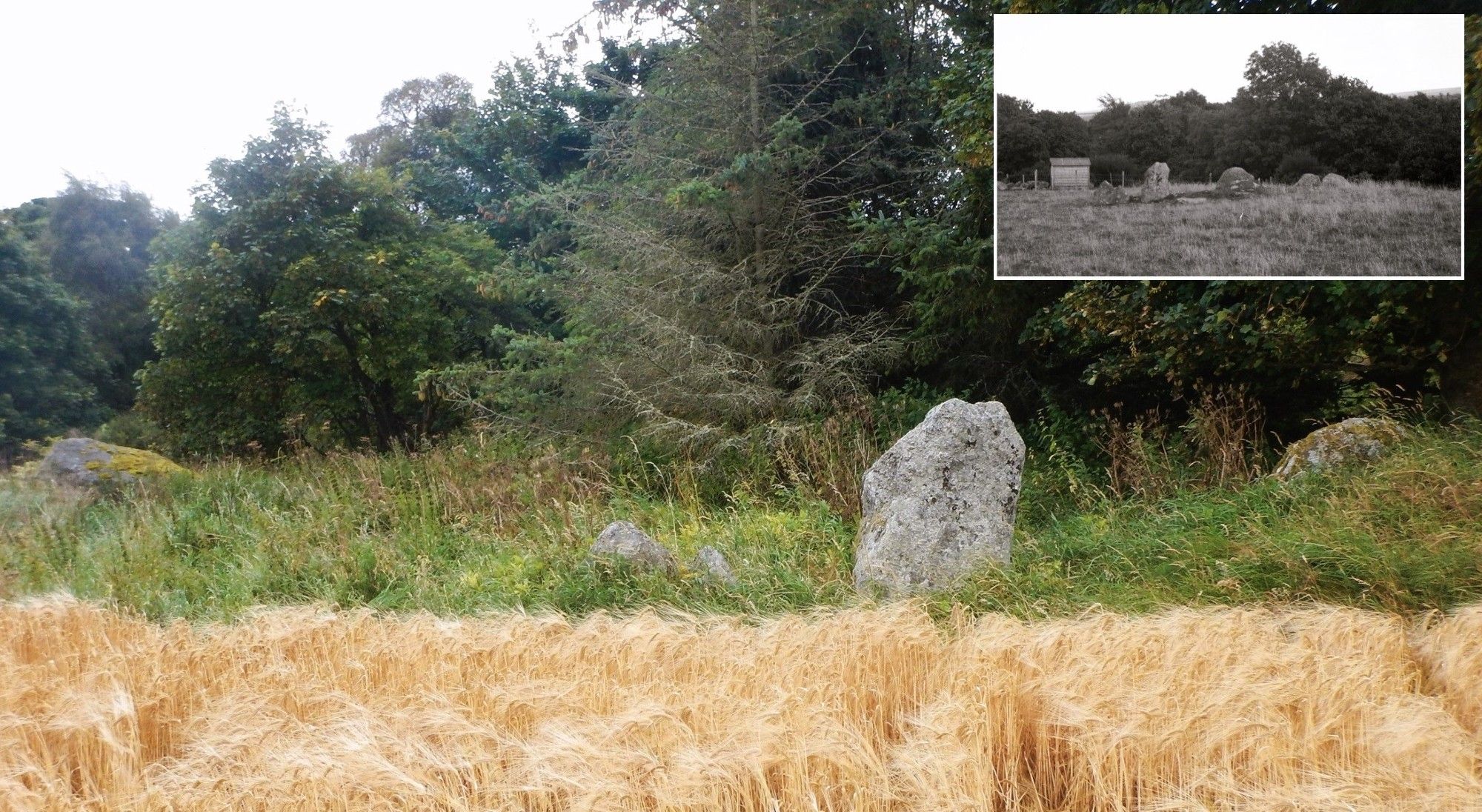 Four standing stones forming part of a circle overgrown with grass and trees encroaching. Inset top right is an old, less overgrown, photo