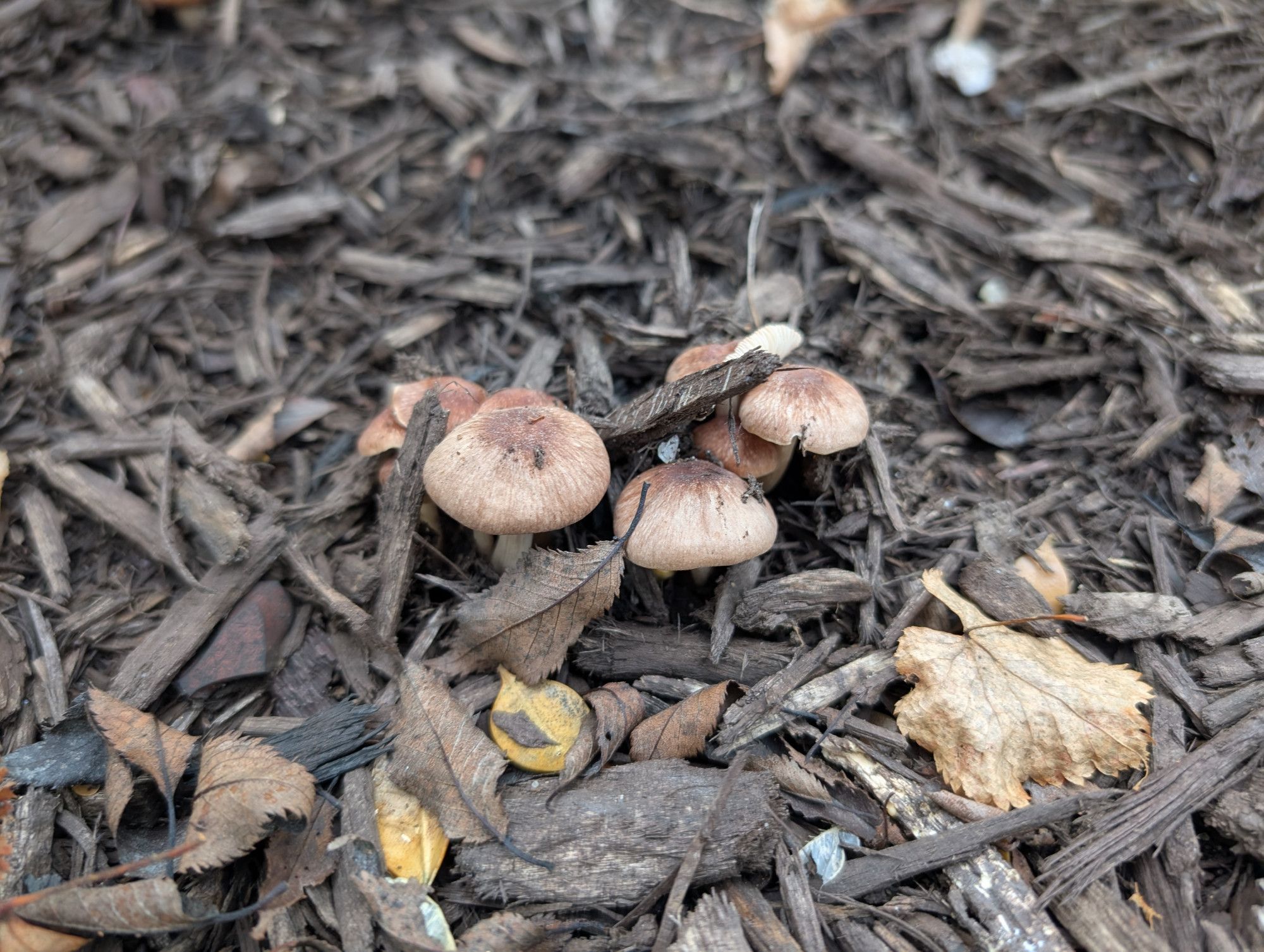 A collection of small mushrooms pushing up through some mulch. The mushrooms are a creamy beige with dark brown tops. A few fallen leaves are scattered around.