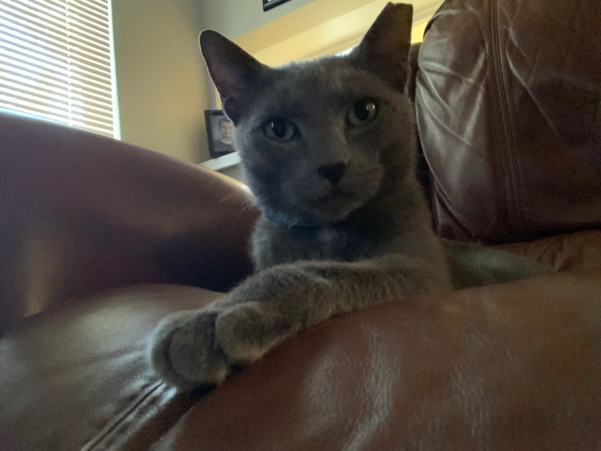 A grey cat sitting on a brown overstuffed chair