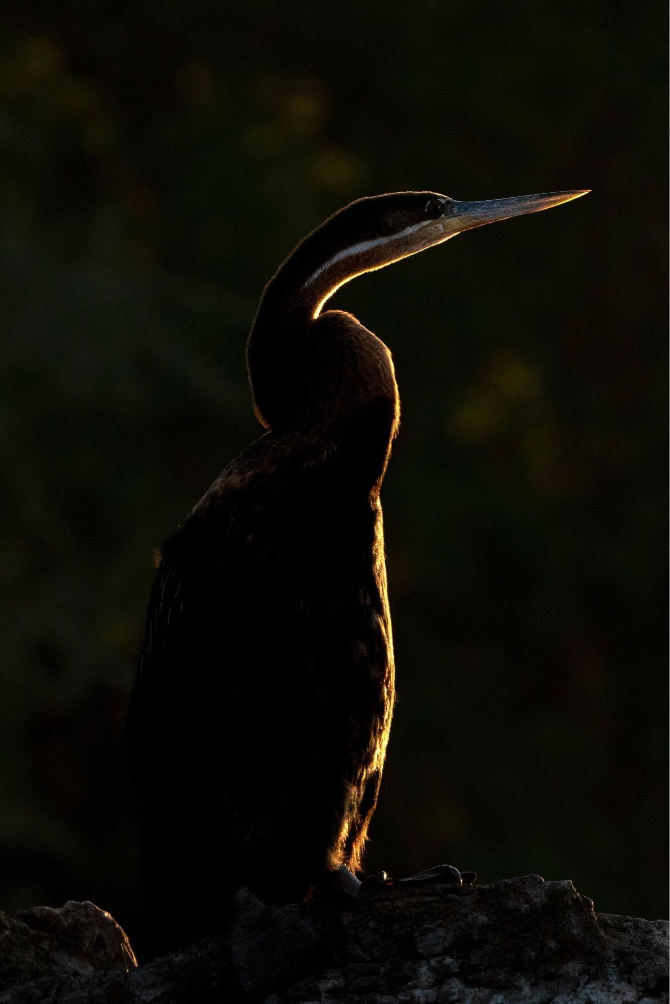 Die Silhouette eines Vogels, der nur von vorne von der Sonne angeschienen wird.