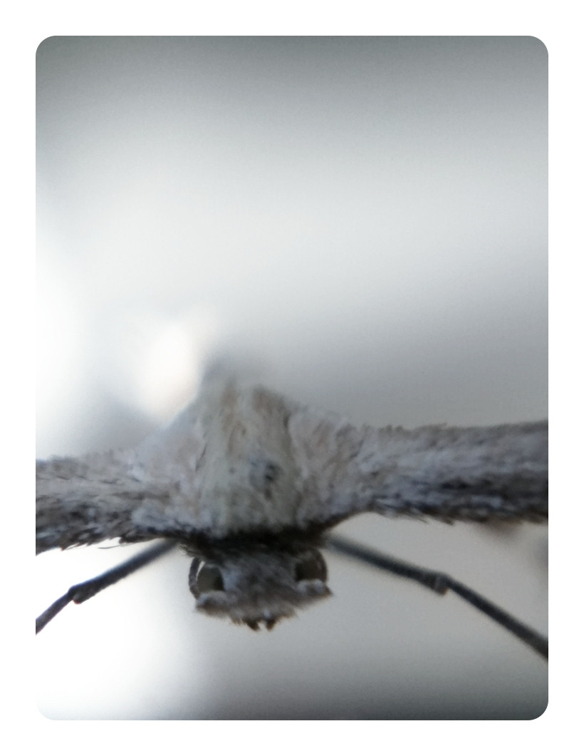 An iPhone macro image of a plume moth, taken by putting a drop of water over the lens.