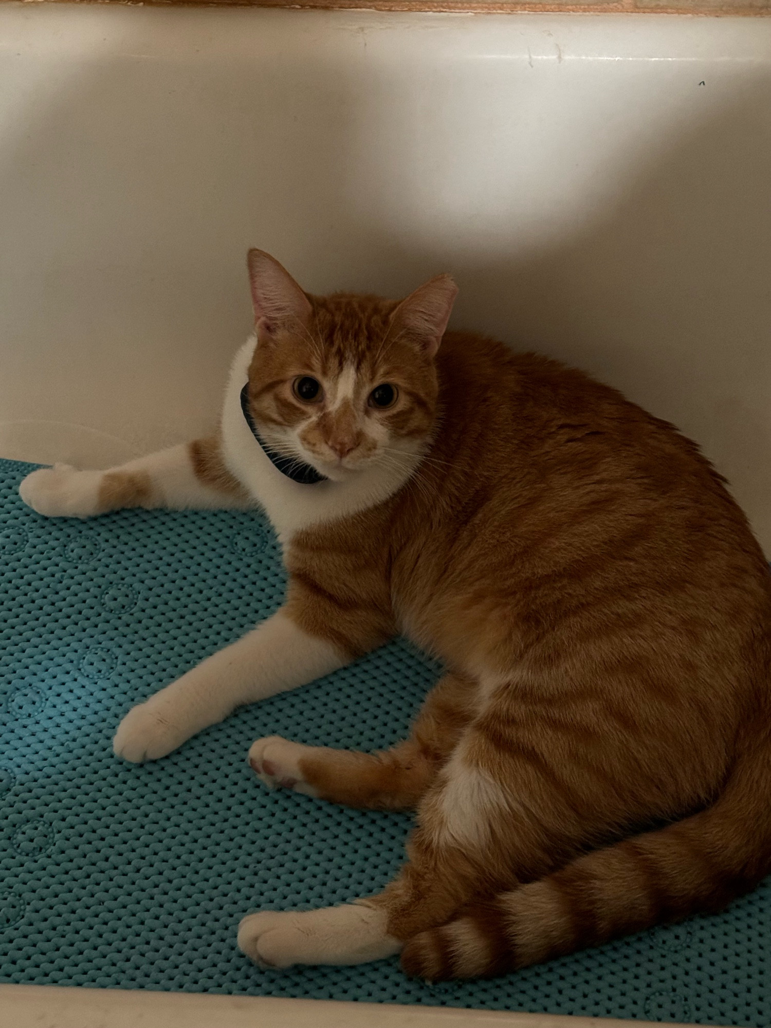 an orange cat just hanging out in a bathtub