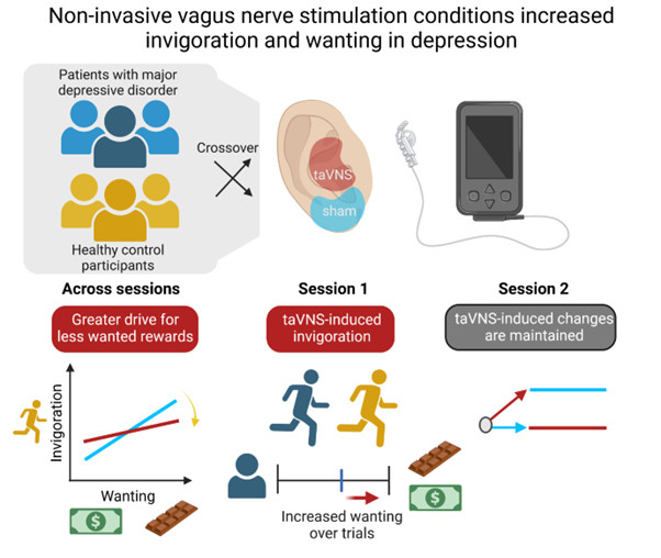 Graphical abstract of our preprint non-invasive vagus nerve stimulation conditions increased invigoration and wanting in depression. Patients with depression and healthy control participants received VNS in a crossover study. We found that it increased invigoration and these gains were largely maintained.