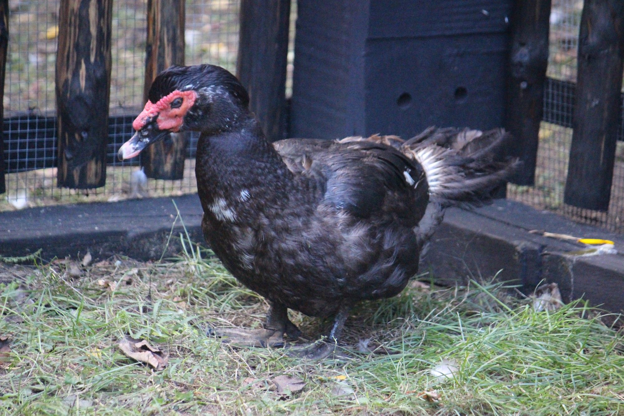 Eine schwarze Ente mit nacktem roten Gesicht