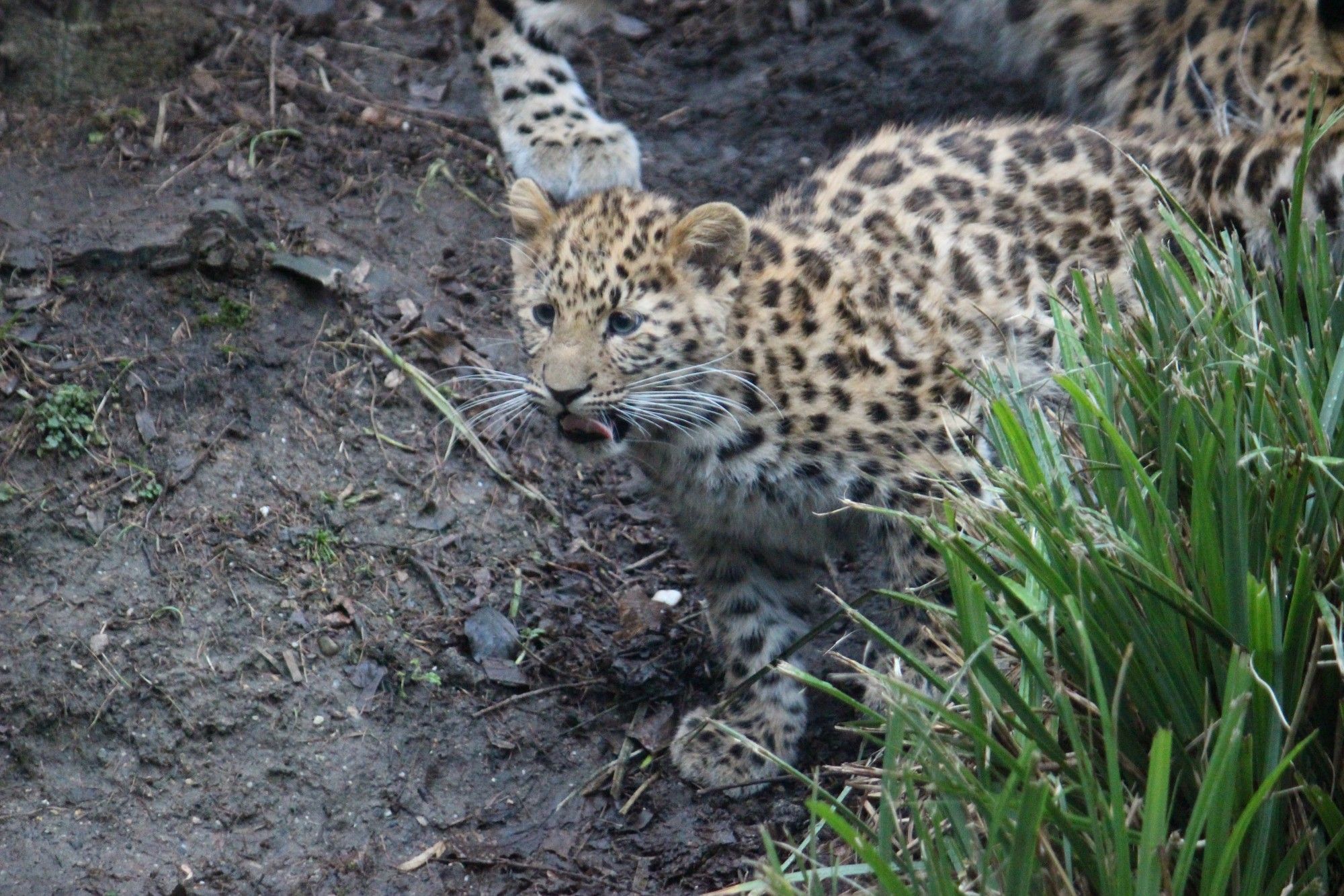 Amurleopard Jungtier mit leicht herausgestreckter Zunge