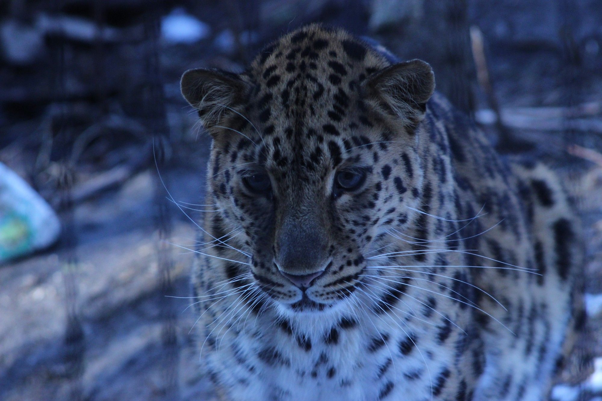 Amurleopard guckt durch dünne Gitterstäbe