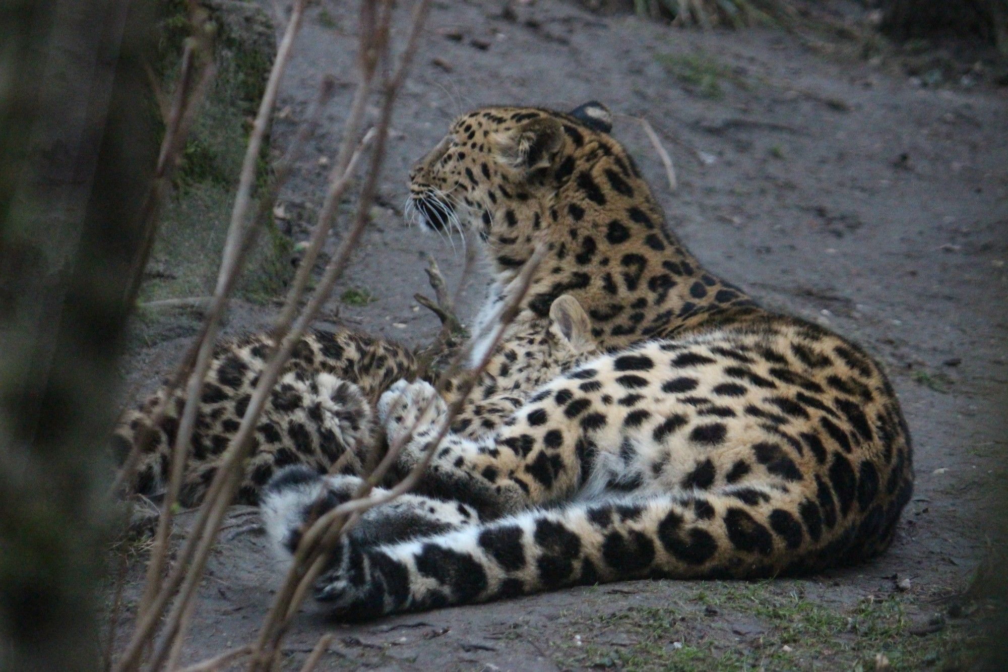 Amurleopard säugt ihr Jungtier