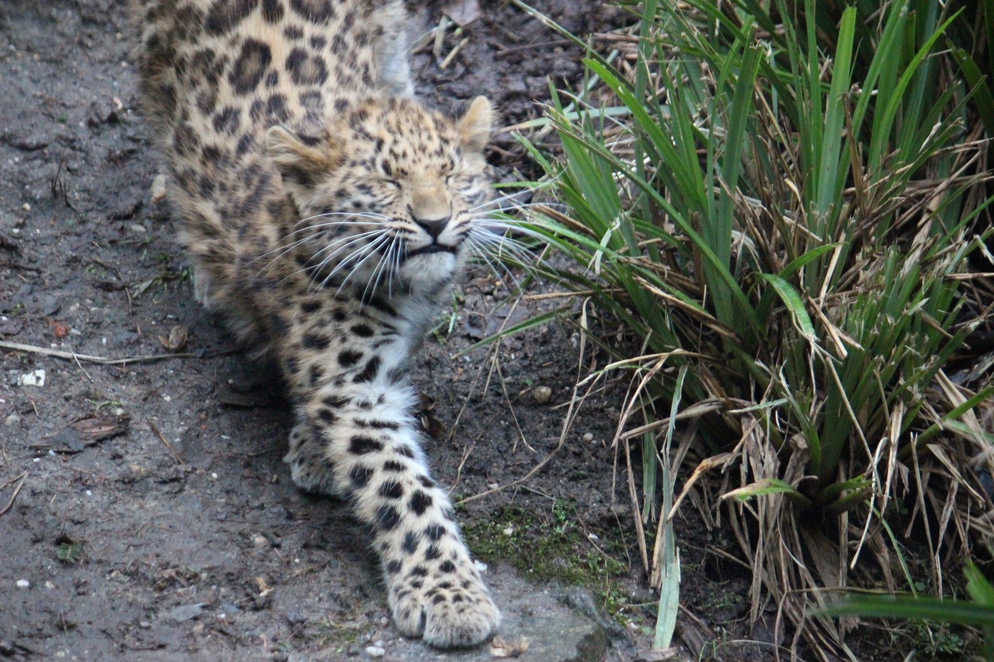 Amurleopard Jungtier streckt sich mit geschlossenen Augen