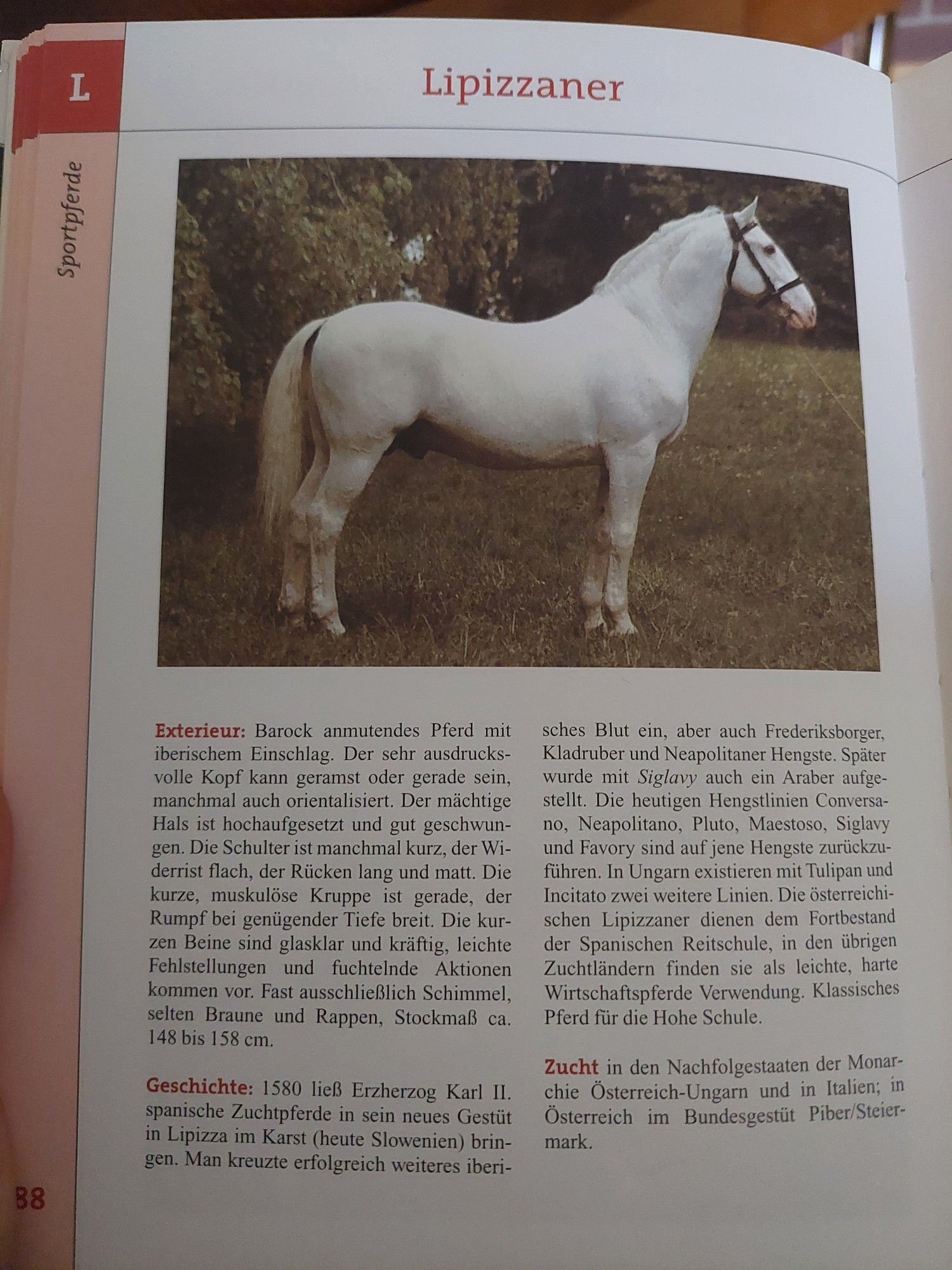 Seite aus einem Pferdebestimmungsbuch über die Rasse "Lipizzaner"