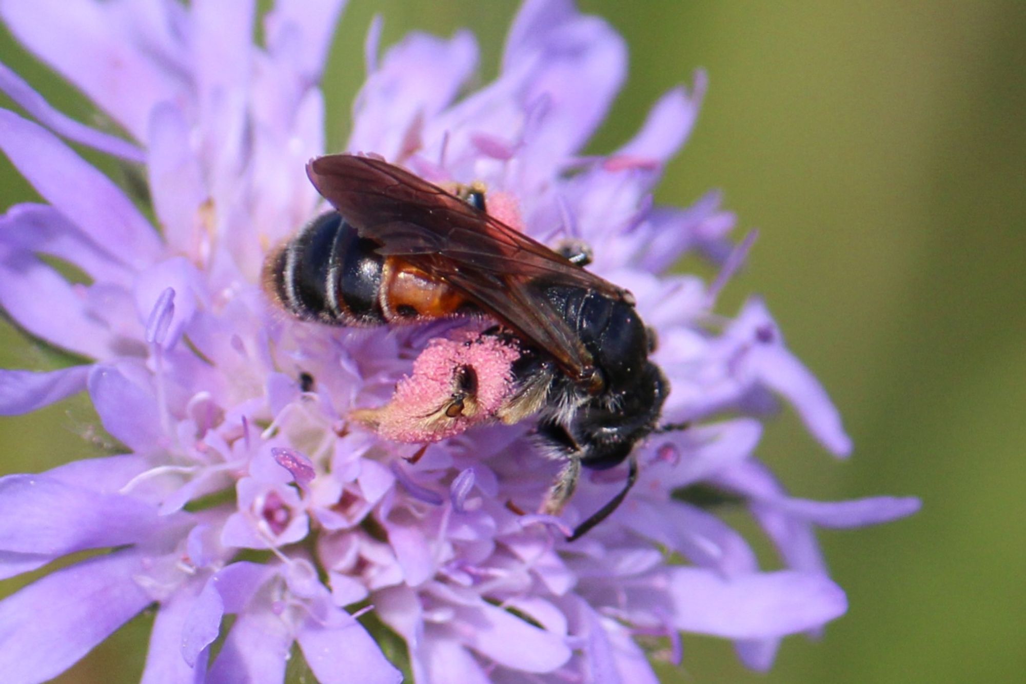 Knautien-Sandbiene auf einer Acker-Witwenblume