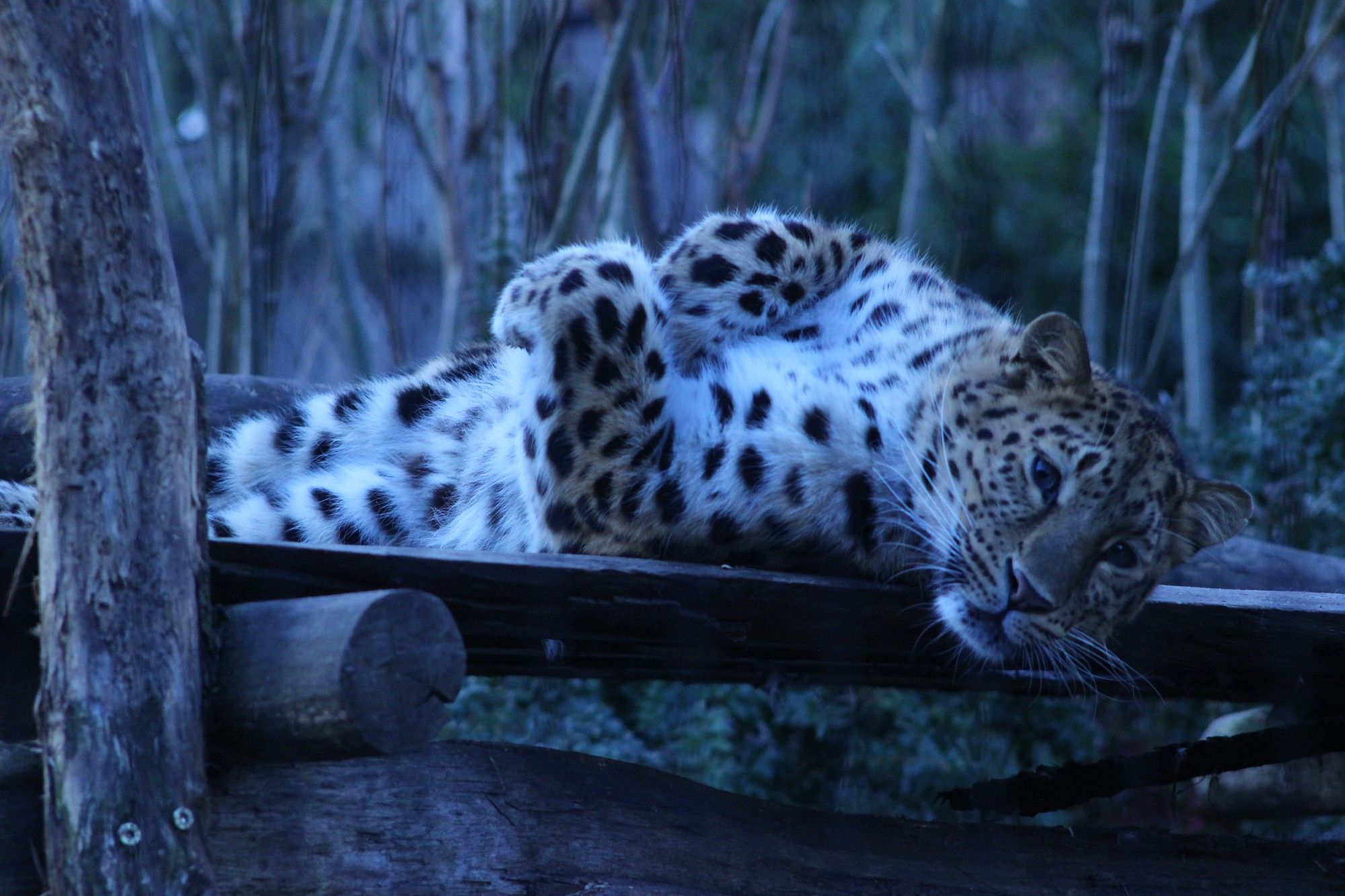 Amurleopard liegt auf einer Holzplattform auf dem Rücken