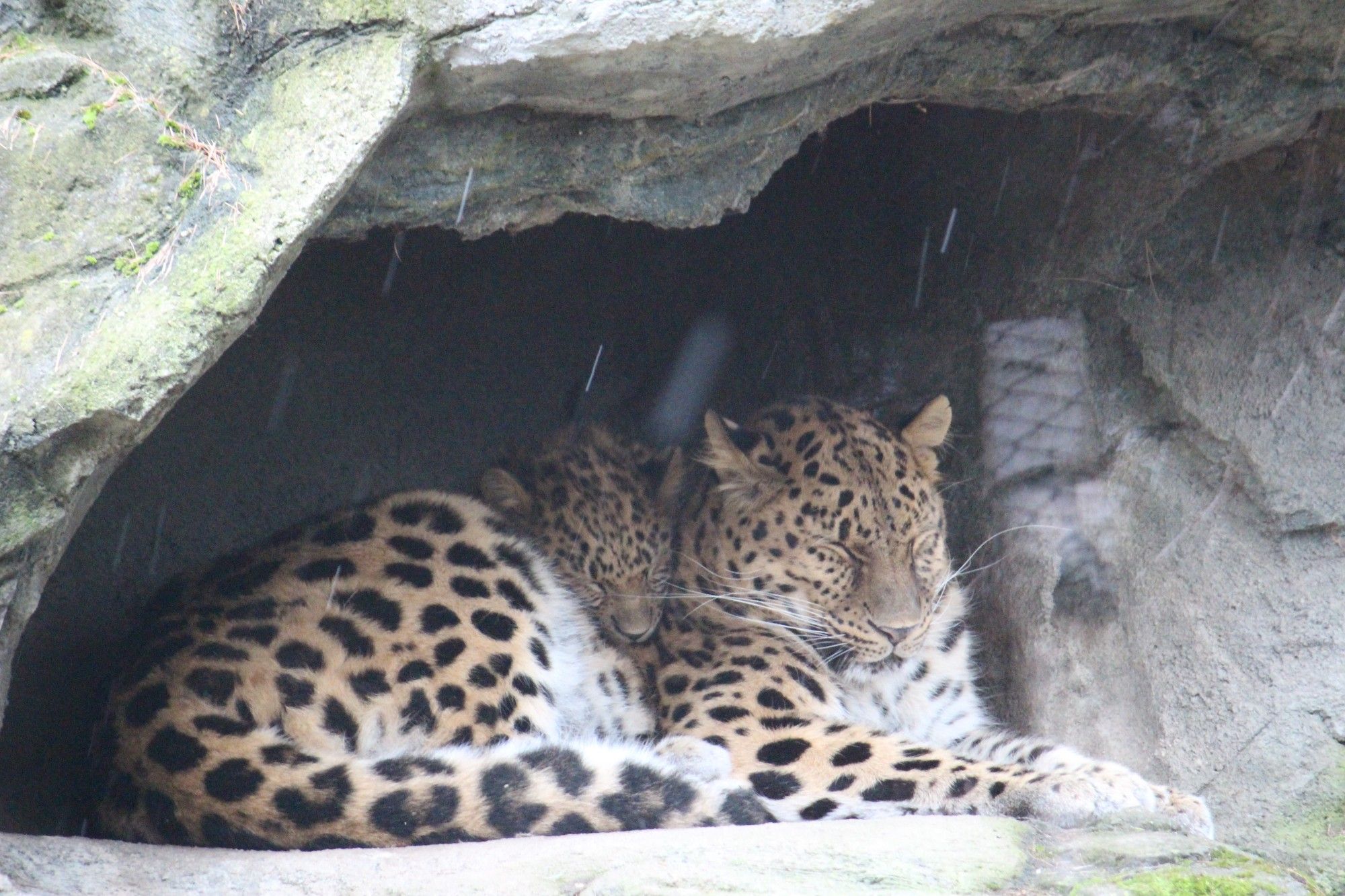 Erwachsener Amurleopard und Baby liegen zusammengekuschelt in einer Höhle, während draußen Schneeregen runter kommt