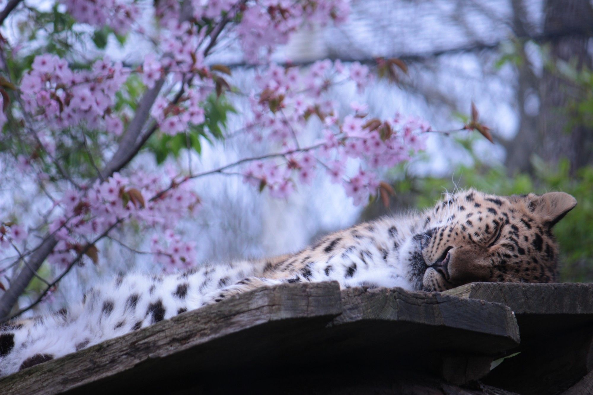 Amurleopard schläft auf einer Holzplattform, im Hintergrund ein Baum mit vielen rosa Blüten