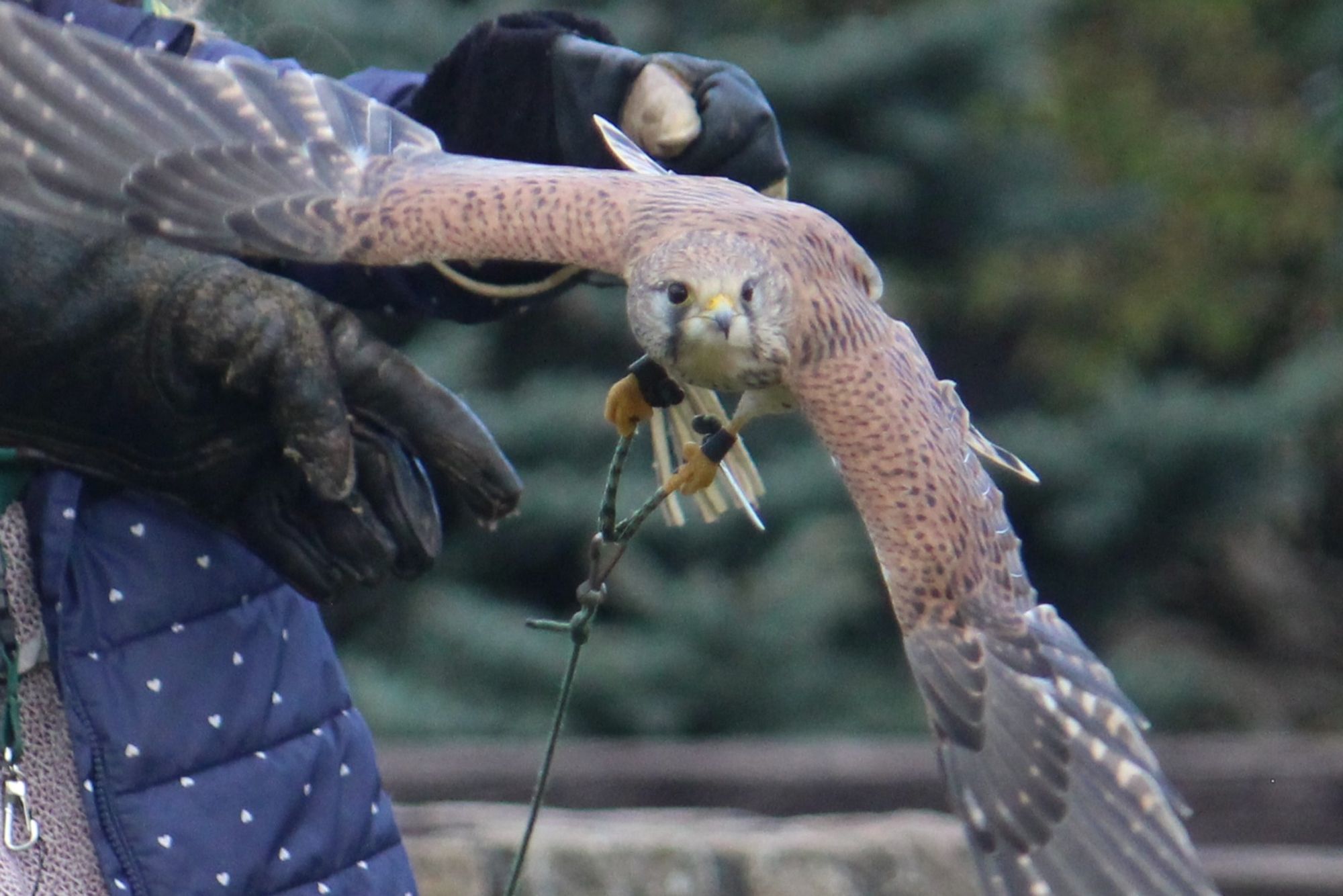 Ein Turmfalke startet vom einem Falknerhandschuh