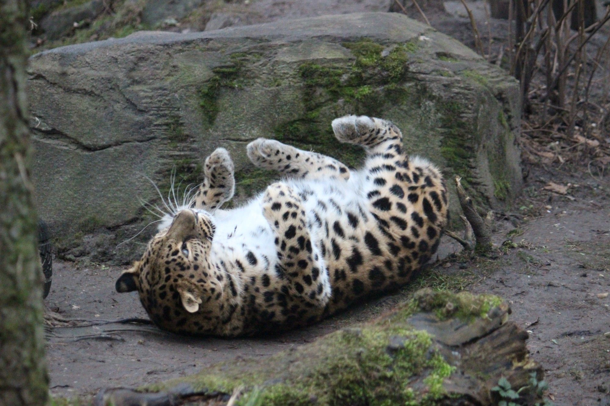 Amurleopard rollt sich auf den Rücken, die Pfoten nach oben