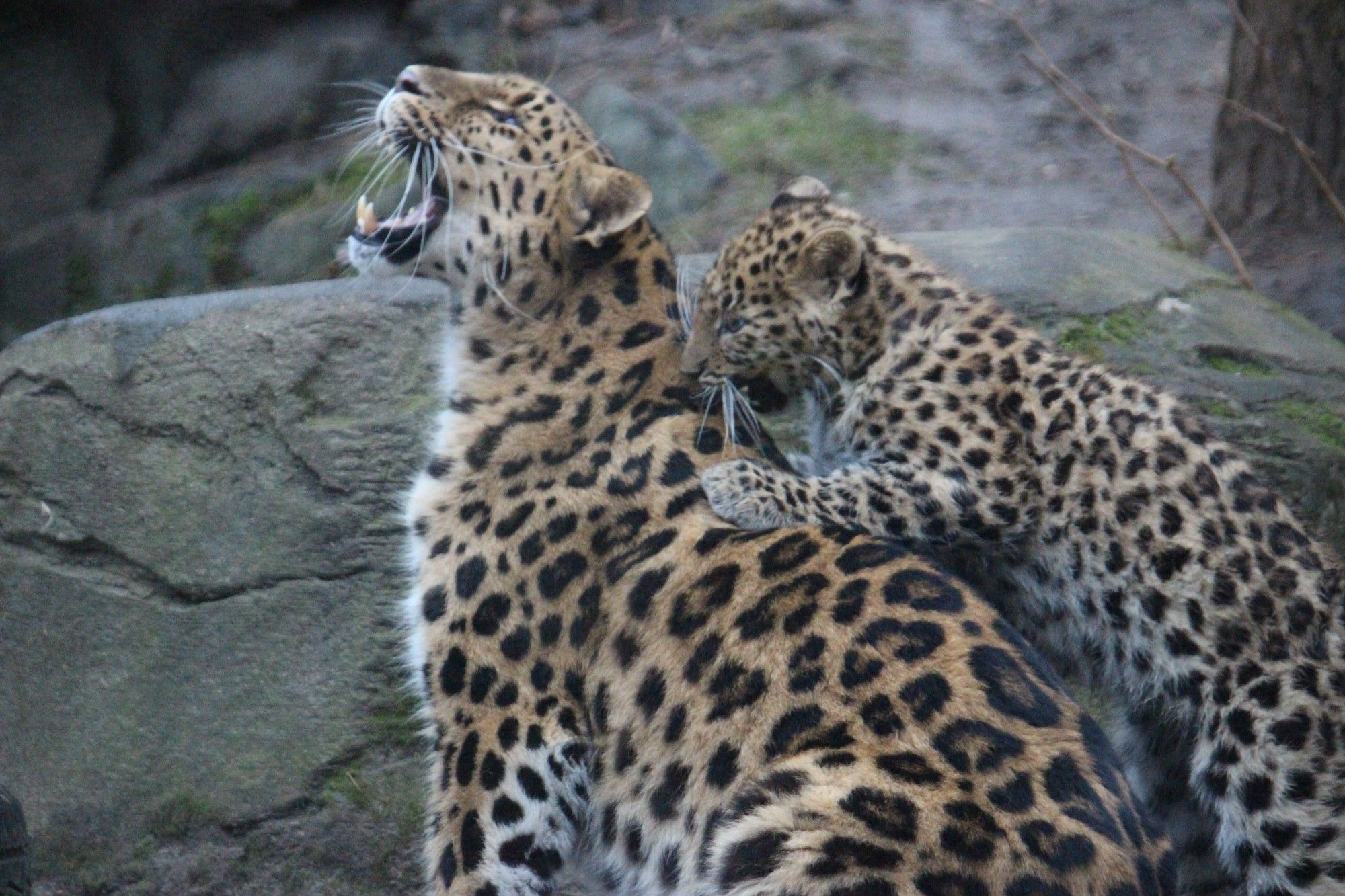 Amurleopard Jungtier beißt seiner Mama in den Nacken, Mama öffnet das Maul weit, als würde es weh tun