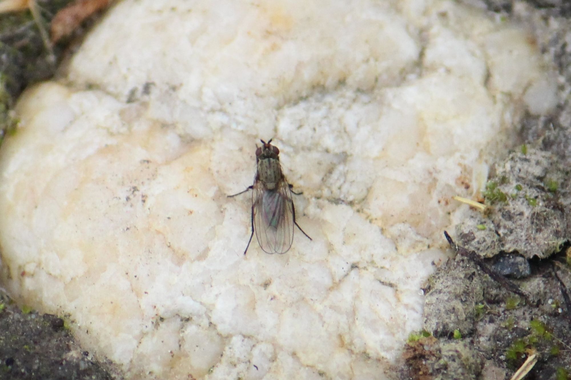 Kleine Getreide-Brachfliege auf einem Stein, es ist eine kleine unscheinbare graue Fliege