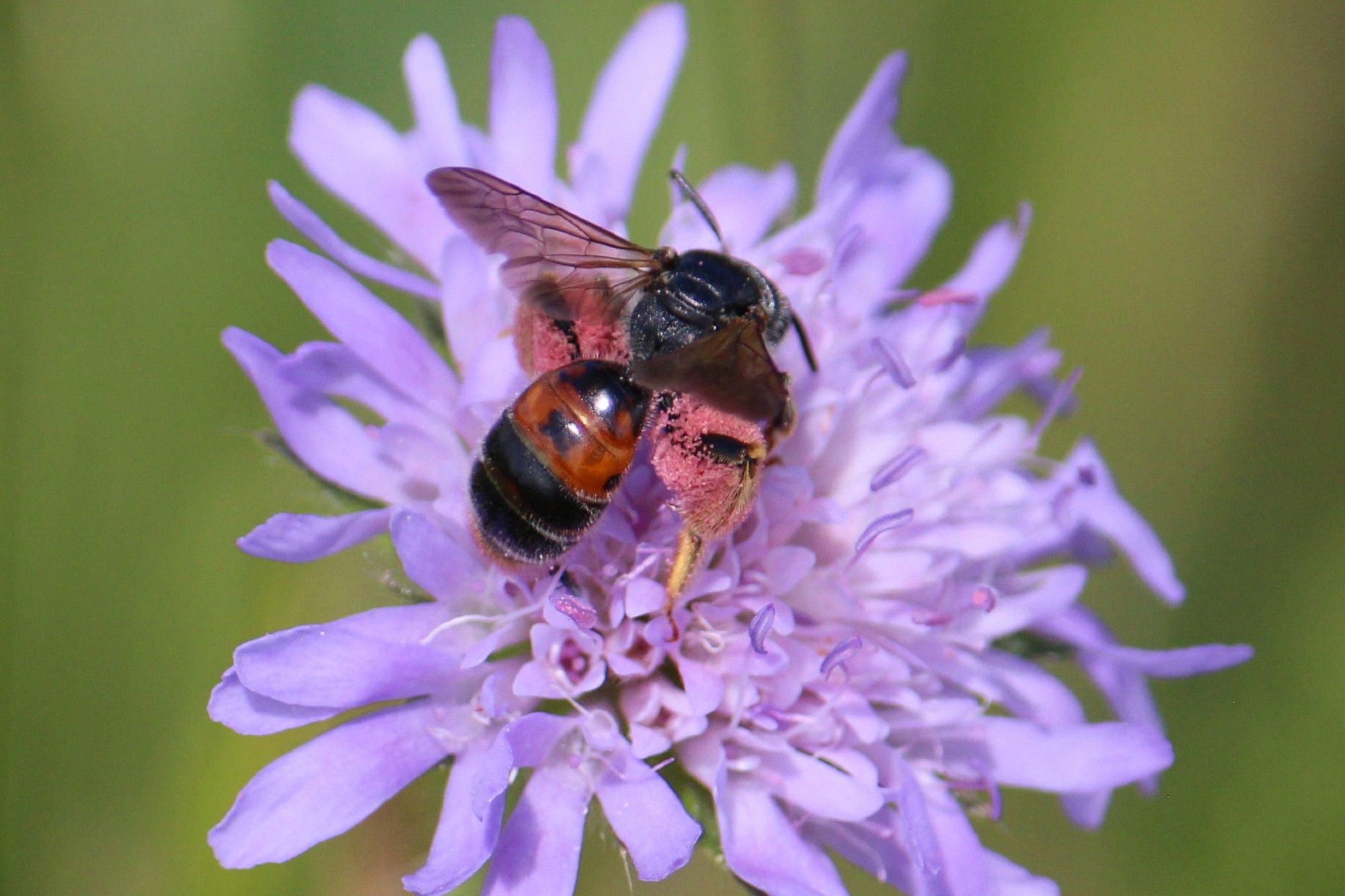 Knautien-Sandbiene (Schwarze Biene mit orangener Zeichnung auf dem Hinterleib) auf der blasslila Blüte einer Acker-Witwenblume.