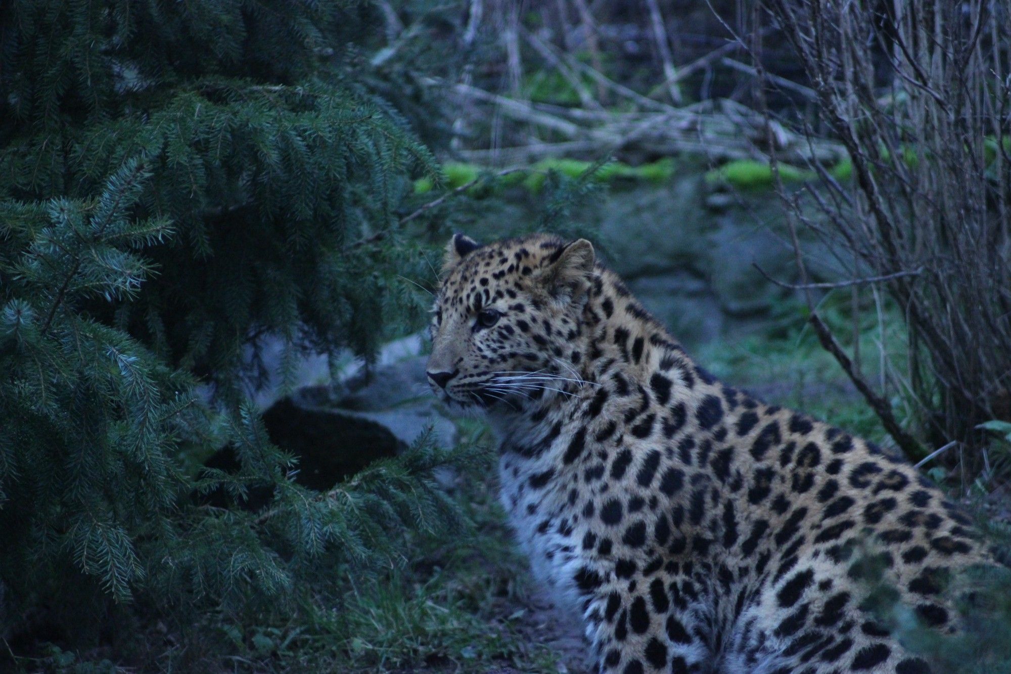 Junger Amurleopard sitzt. Neben ihm ein Nadelbaum