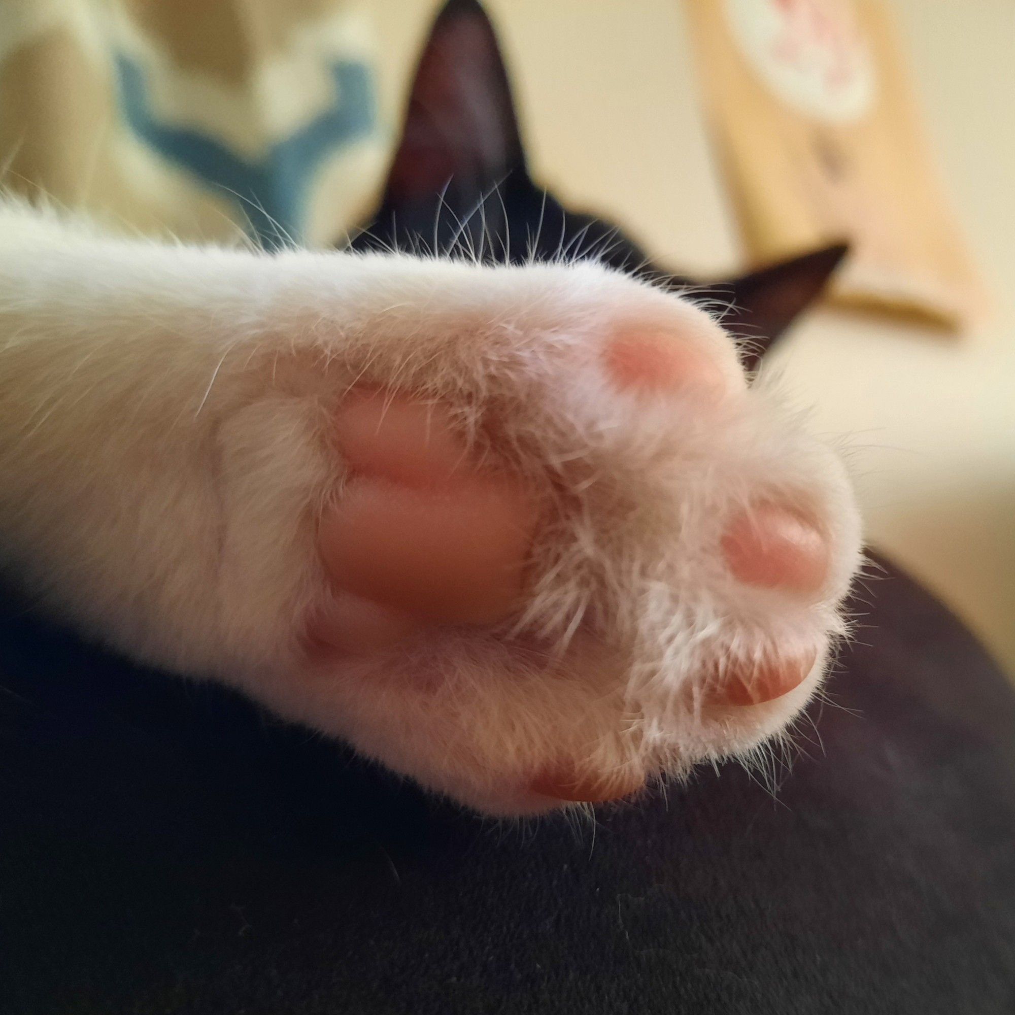 The bottom of a cat's paw. The cats ears can be seen in the background