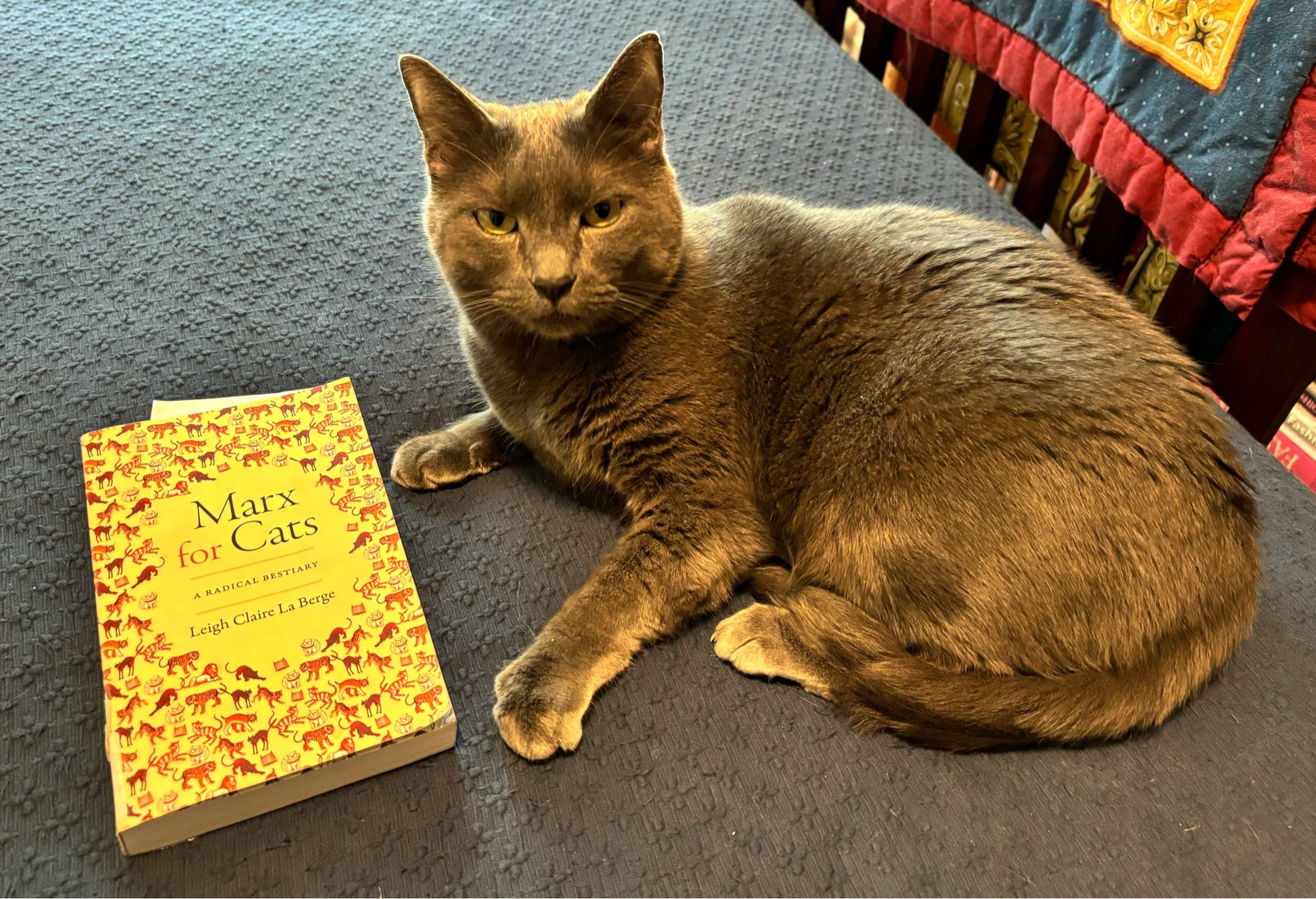 Gray cat who is often assumed to be a Russian Blue and sometimes identified as a Chartreux with a copy of “Marx for Cats”